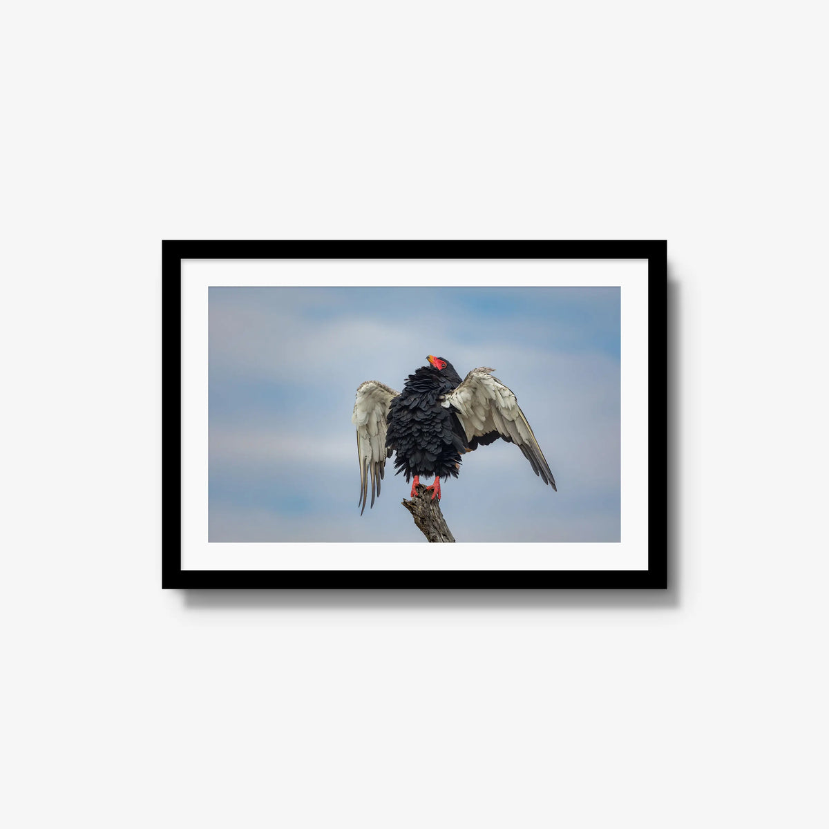 Wingspan — medium / black / mat