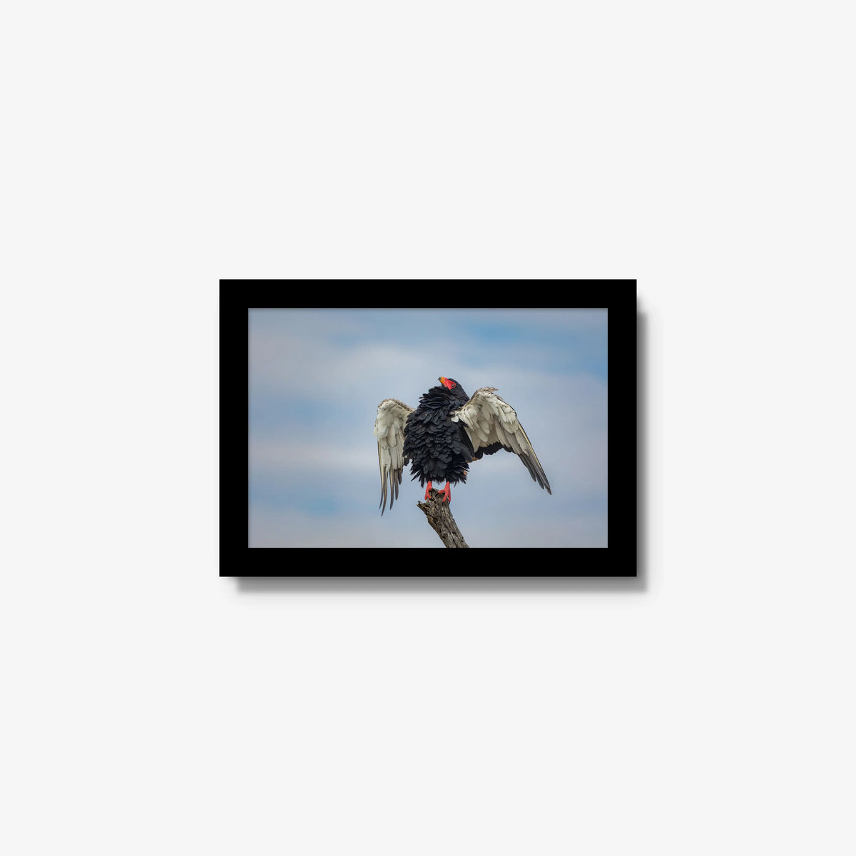 Wingspan — mini / black / full