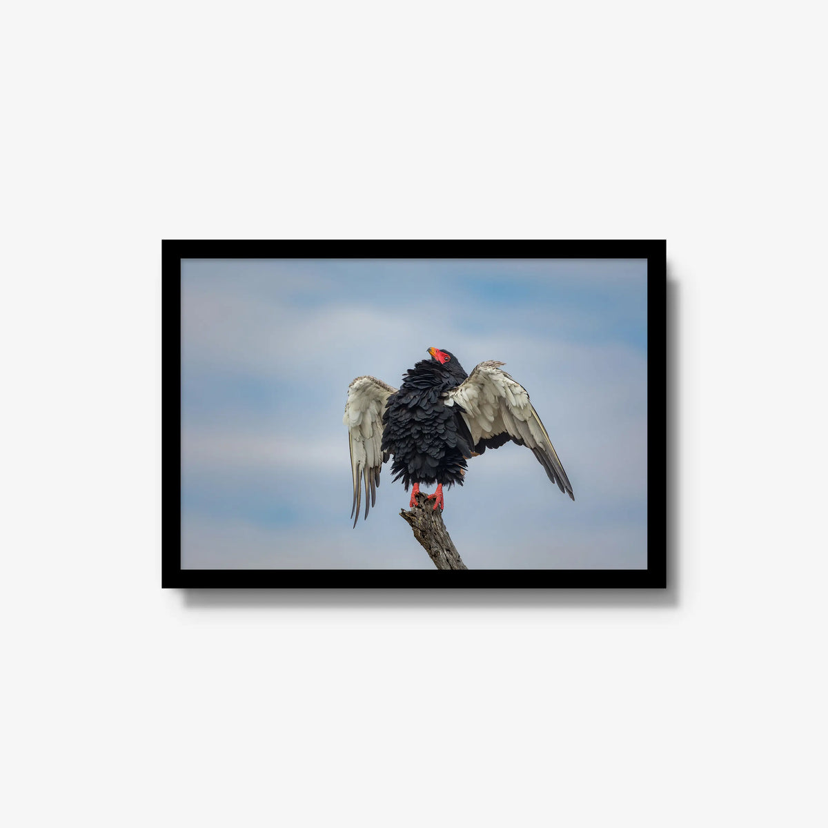 Wingspan — medium / black / full