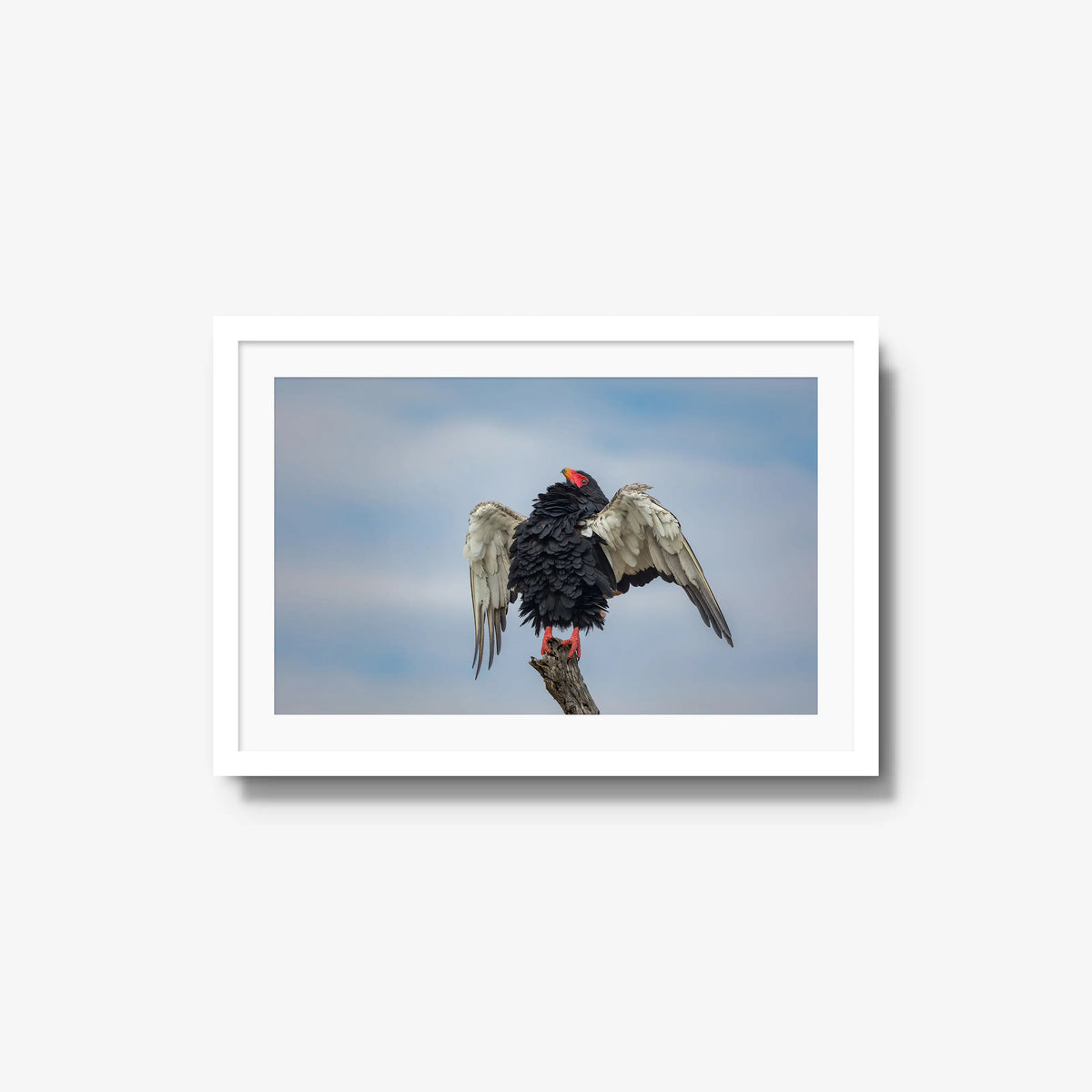 Wingspan — medium / white / mat
