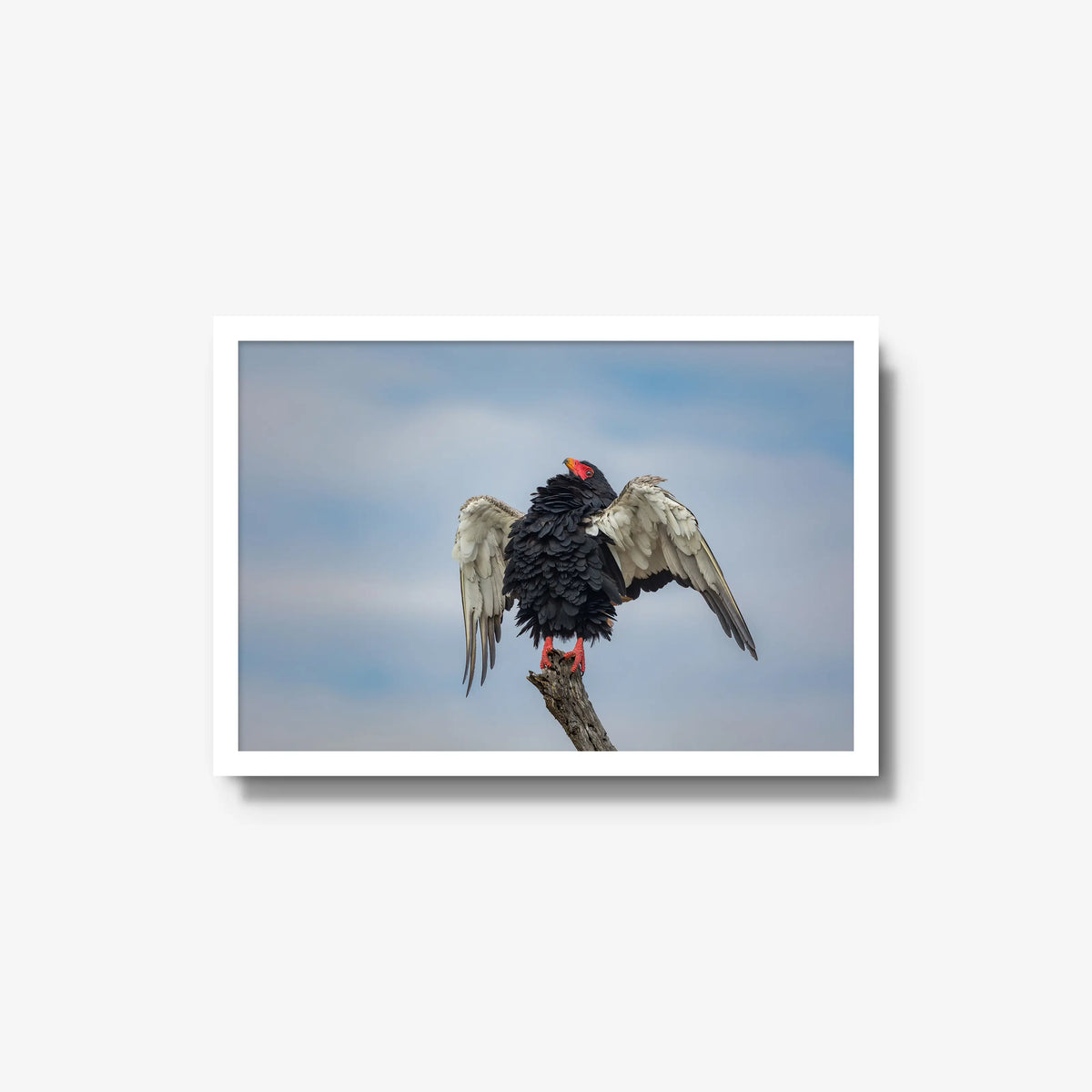 Wingspan — medium / white / full