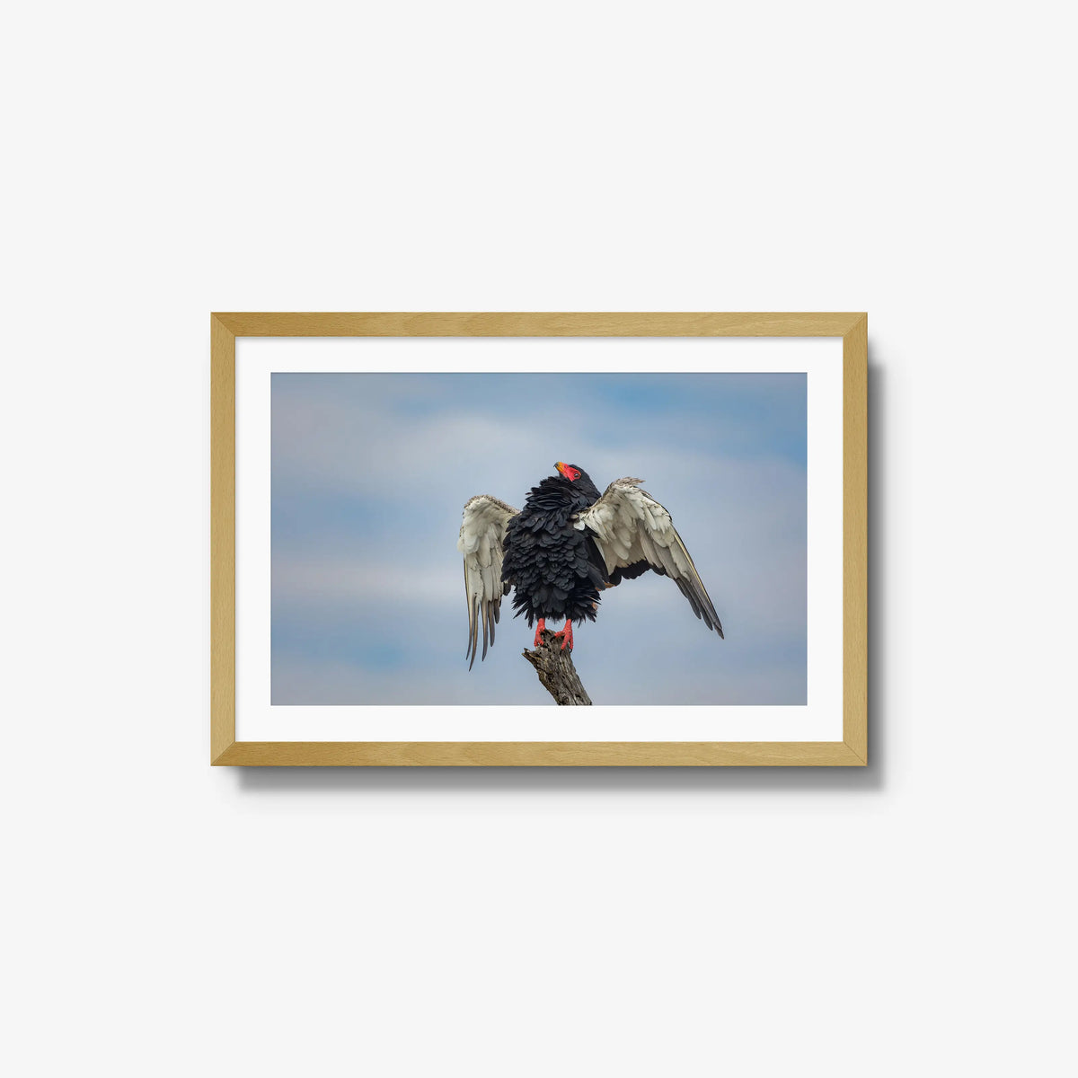 Wingspan — medium / natural / mat
