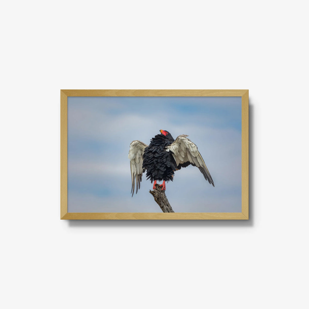 Wingspan — medium / natural / full