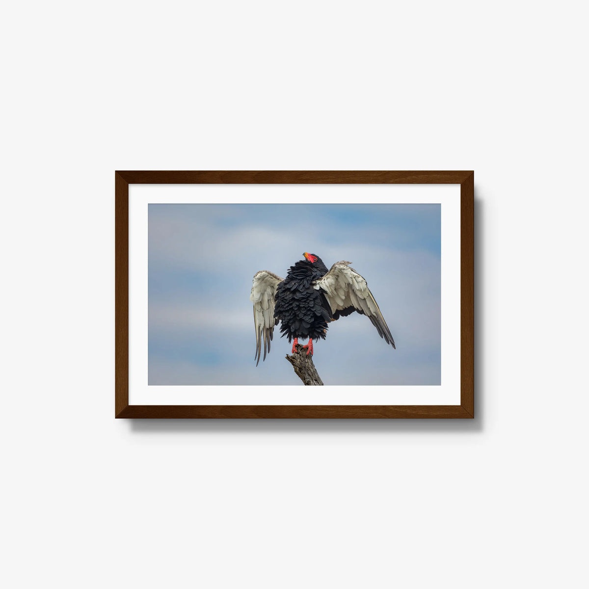 Wingspan — medium / brown / mat