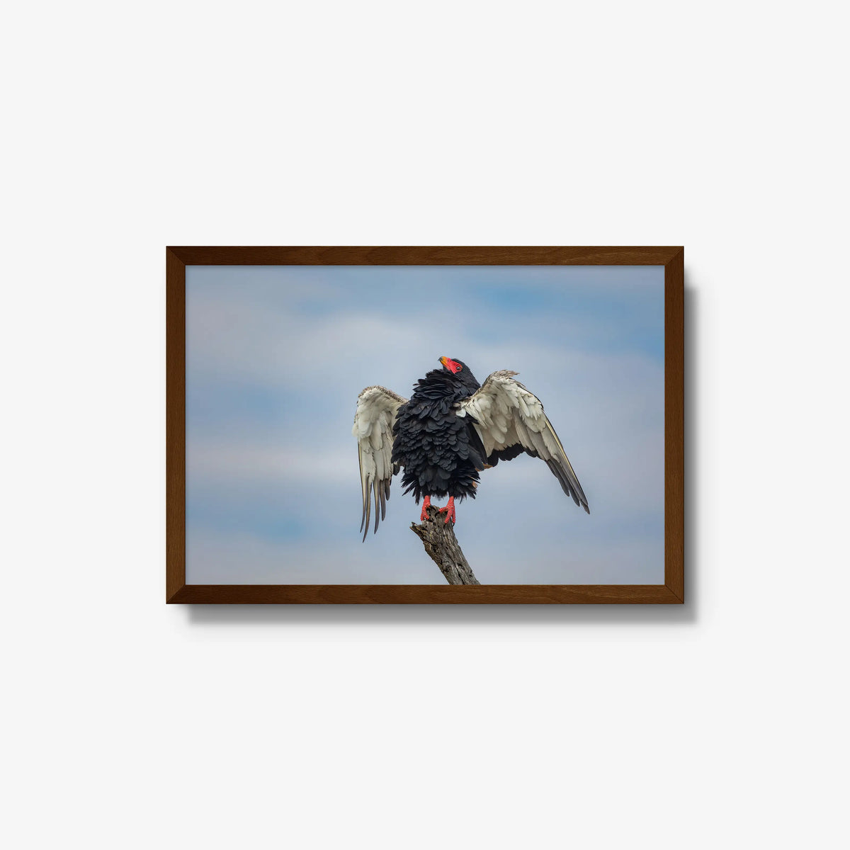 Wingspan — medium / brown / full