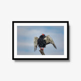 Wingspan — large / black / mat