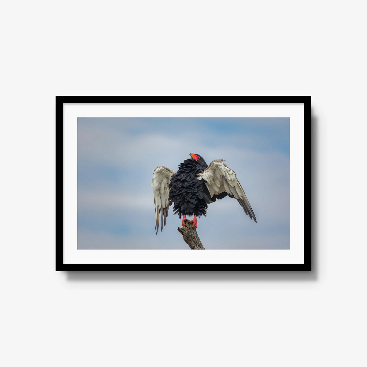Wingspan — large / black / mat
