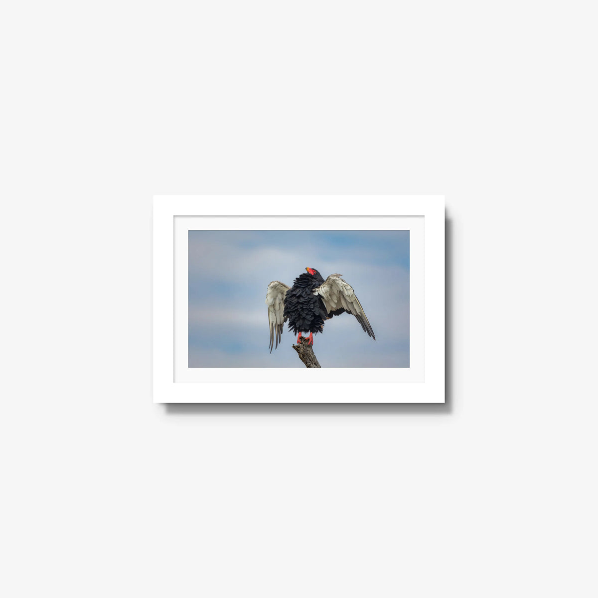 Wingspan — mini / white / mat