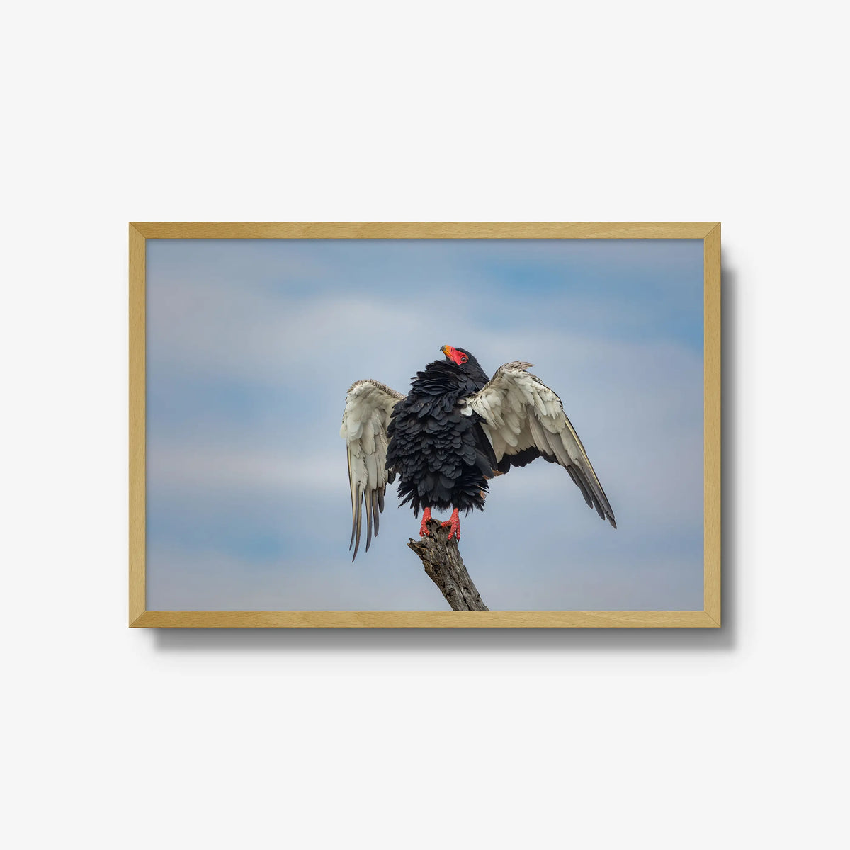 Wingspan — large / natural / full