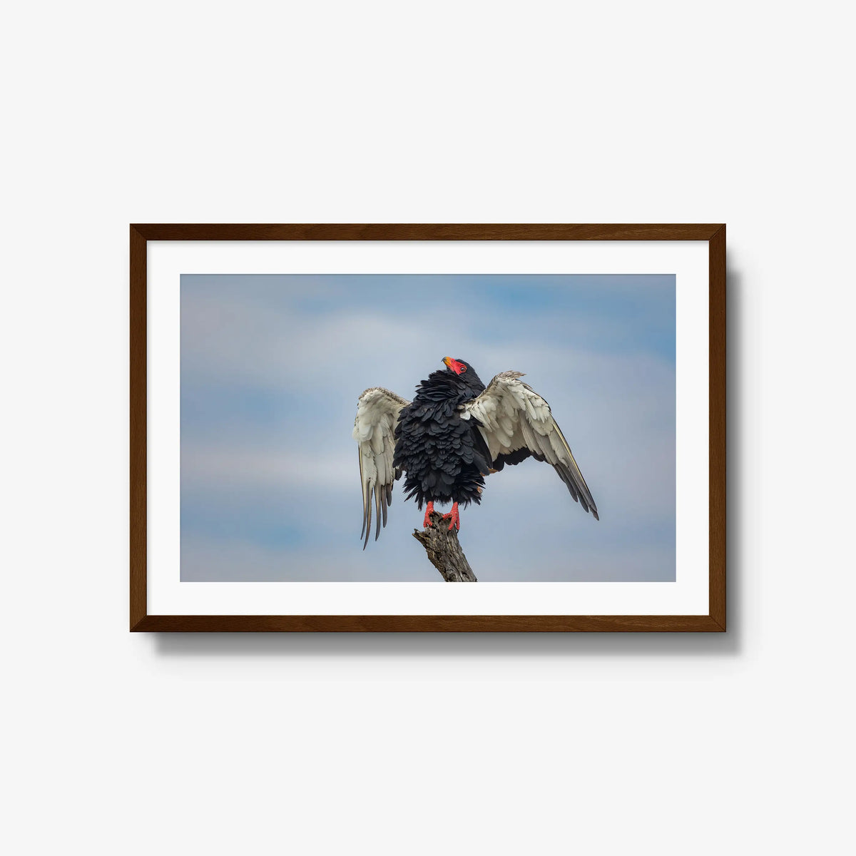 Wingspan — large / brown / mat