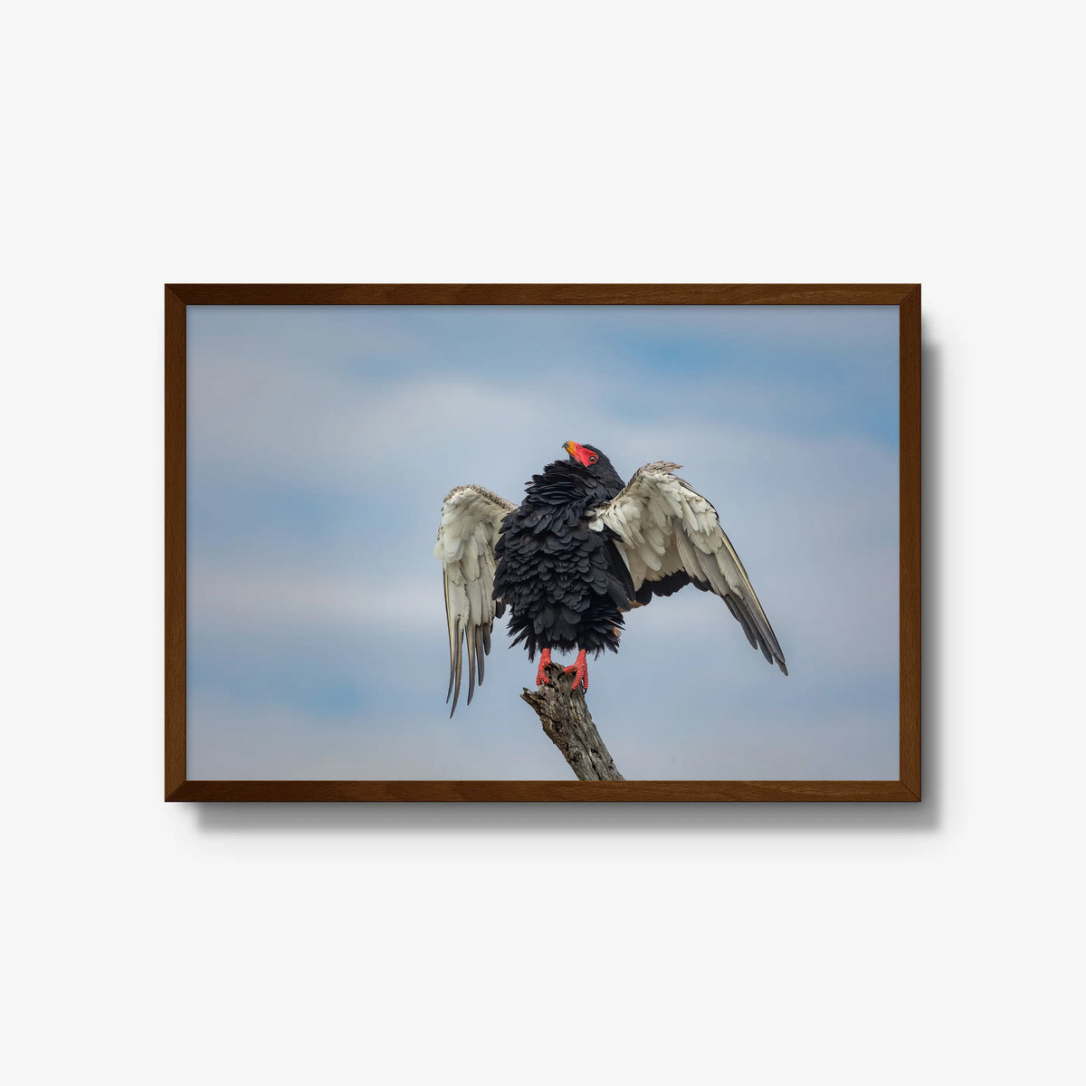 Wingspan — large / brown / full