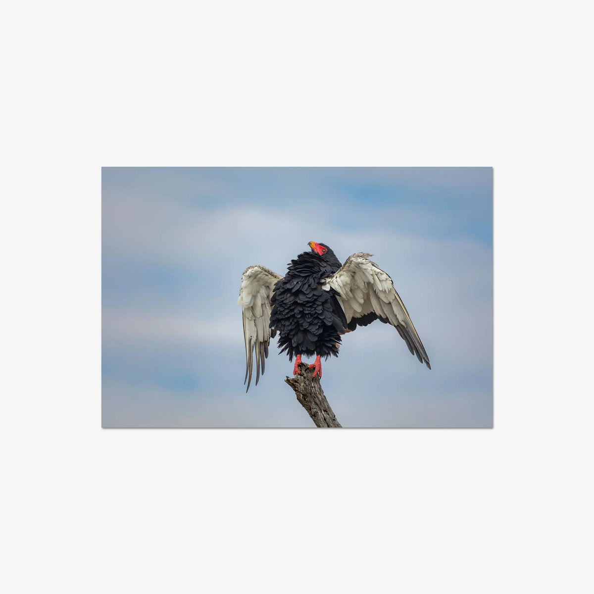 Wingspan — large / print / n/a