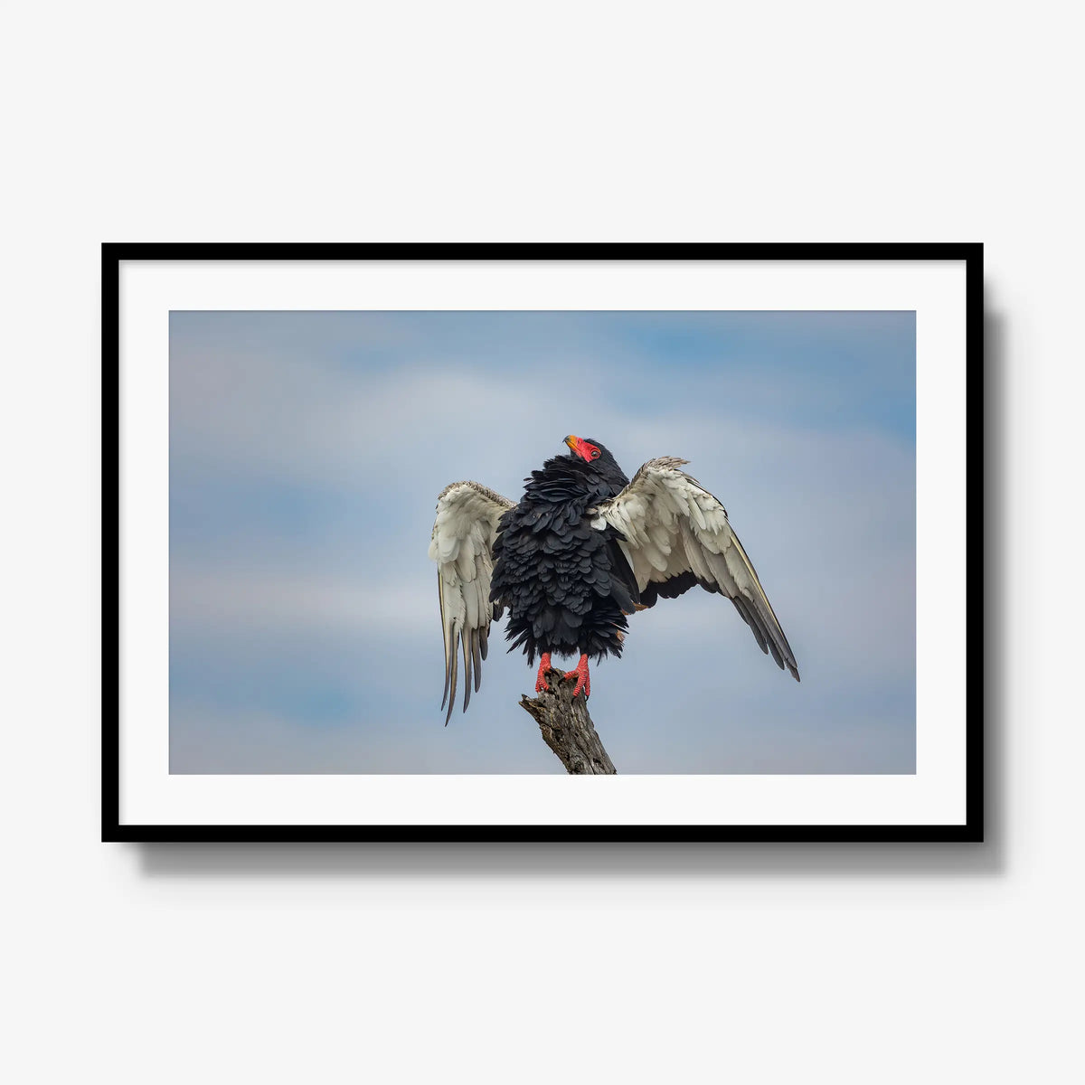 Wingspan — gallery / black / mat