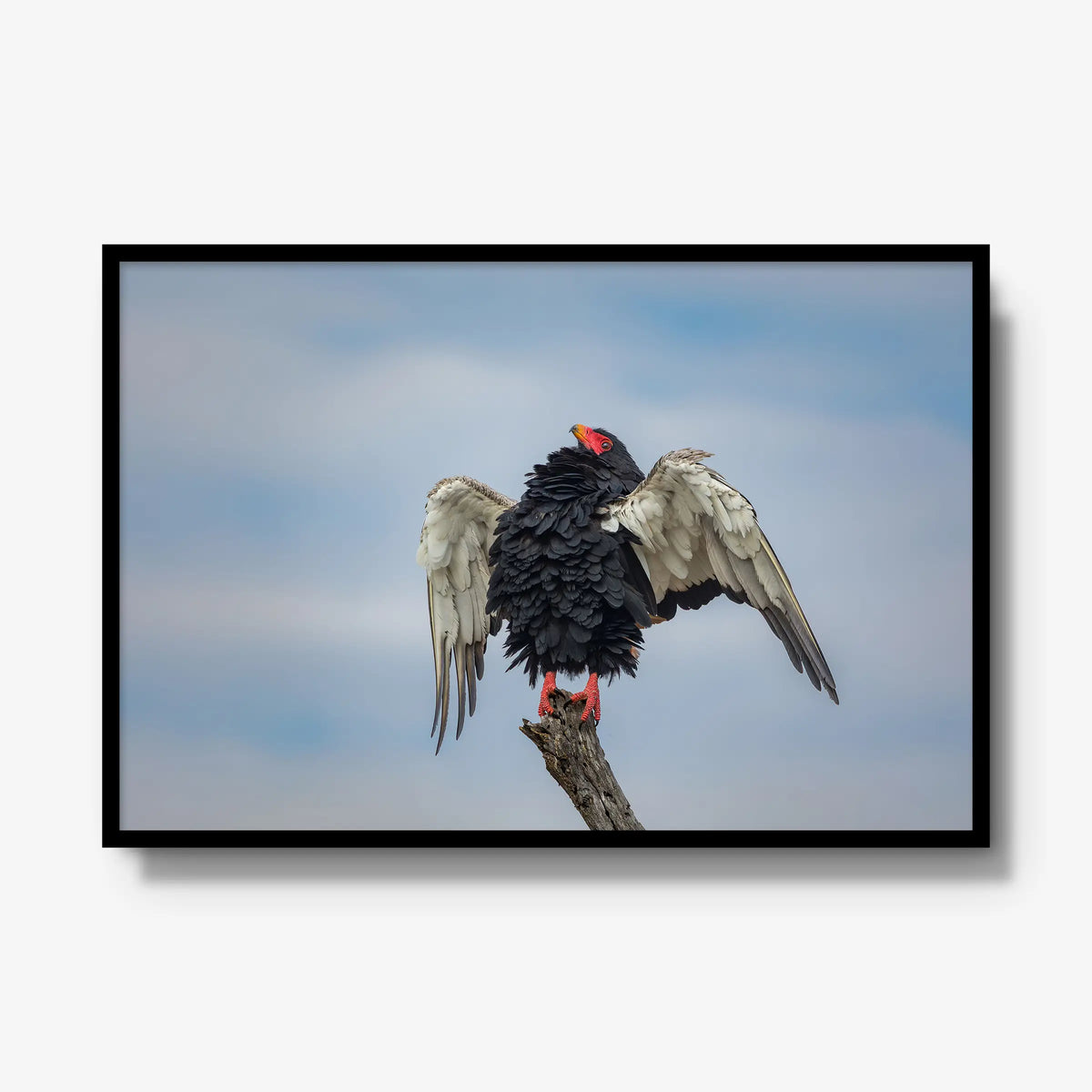 Wingspan — gallery / black / full
