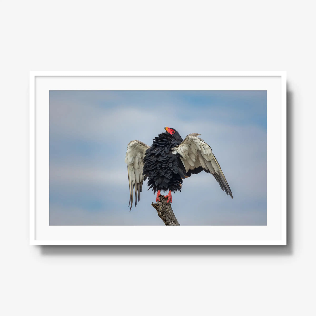 Wingspan — gallery / white / mat