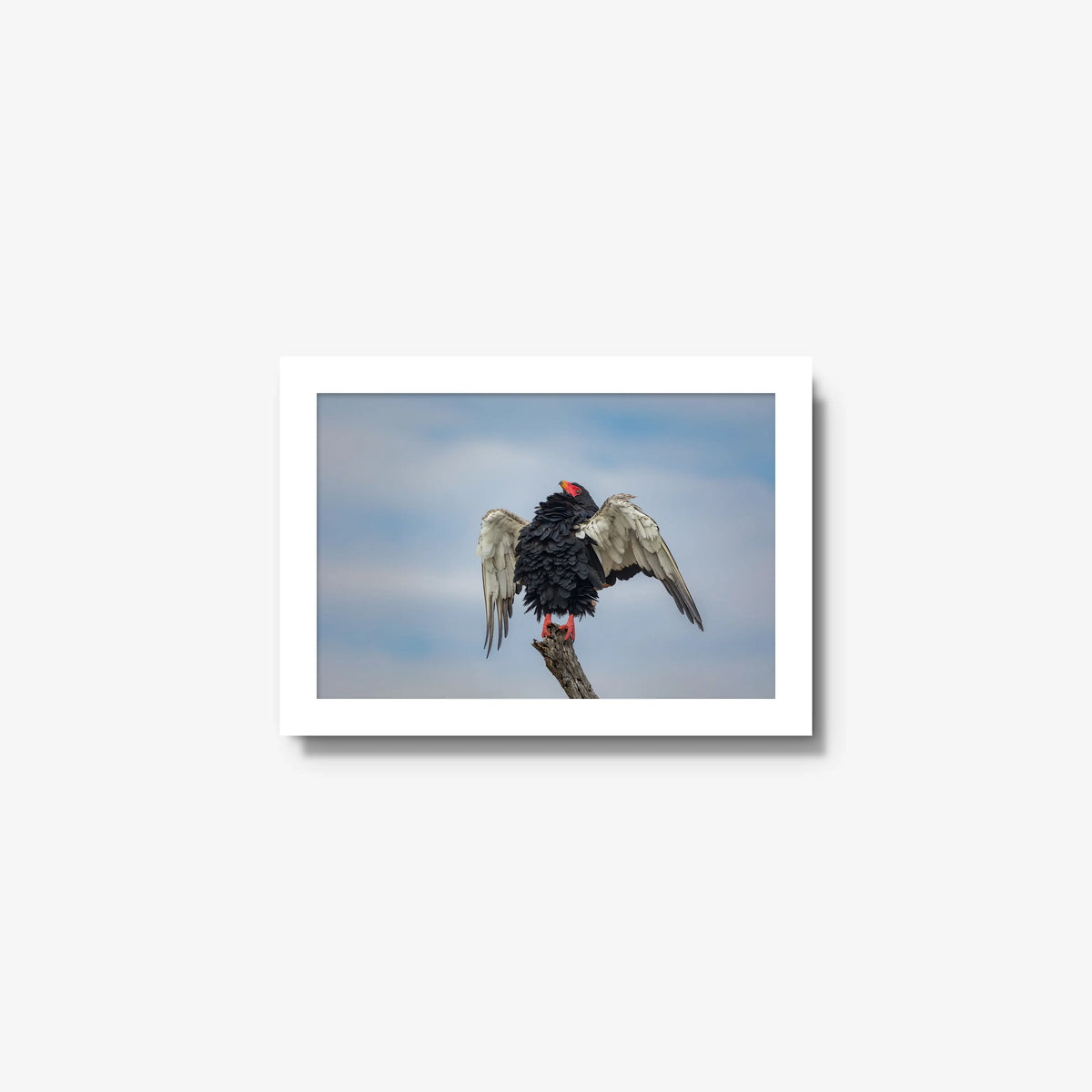 Wingspan — mini / white / full