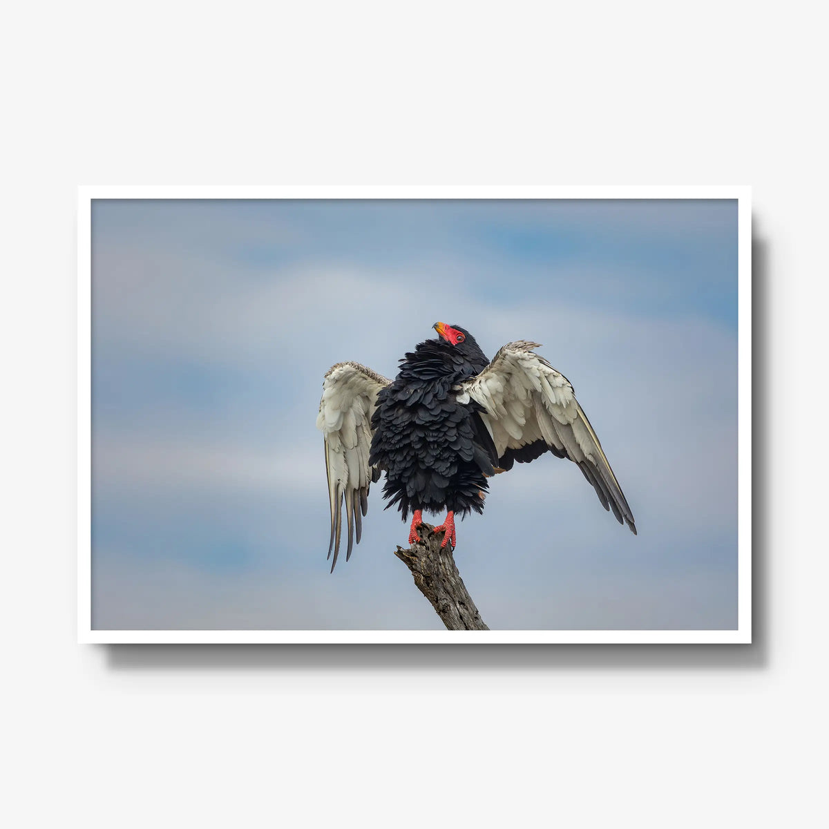 Wingspan — gallery / white / full