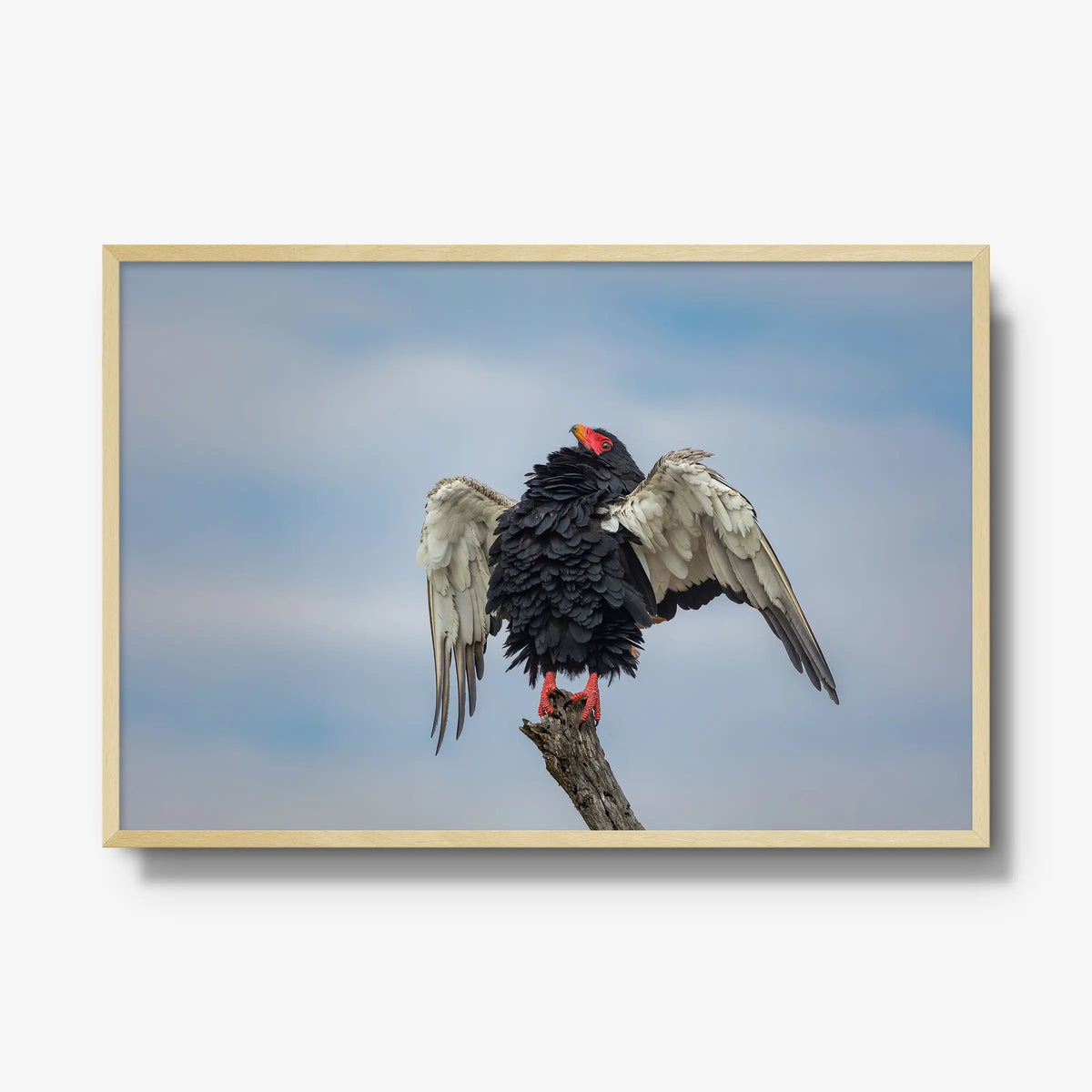 Wingspan — gallery / natural / full