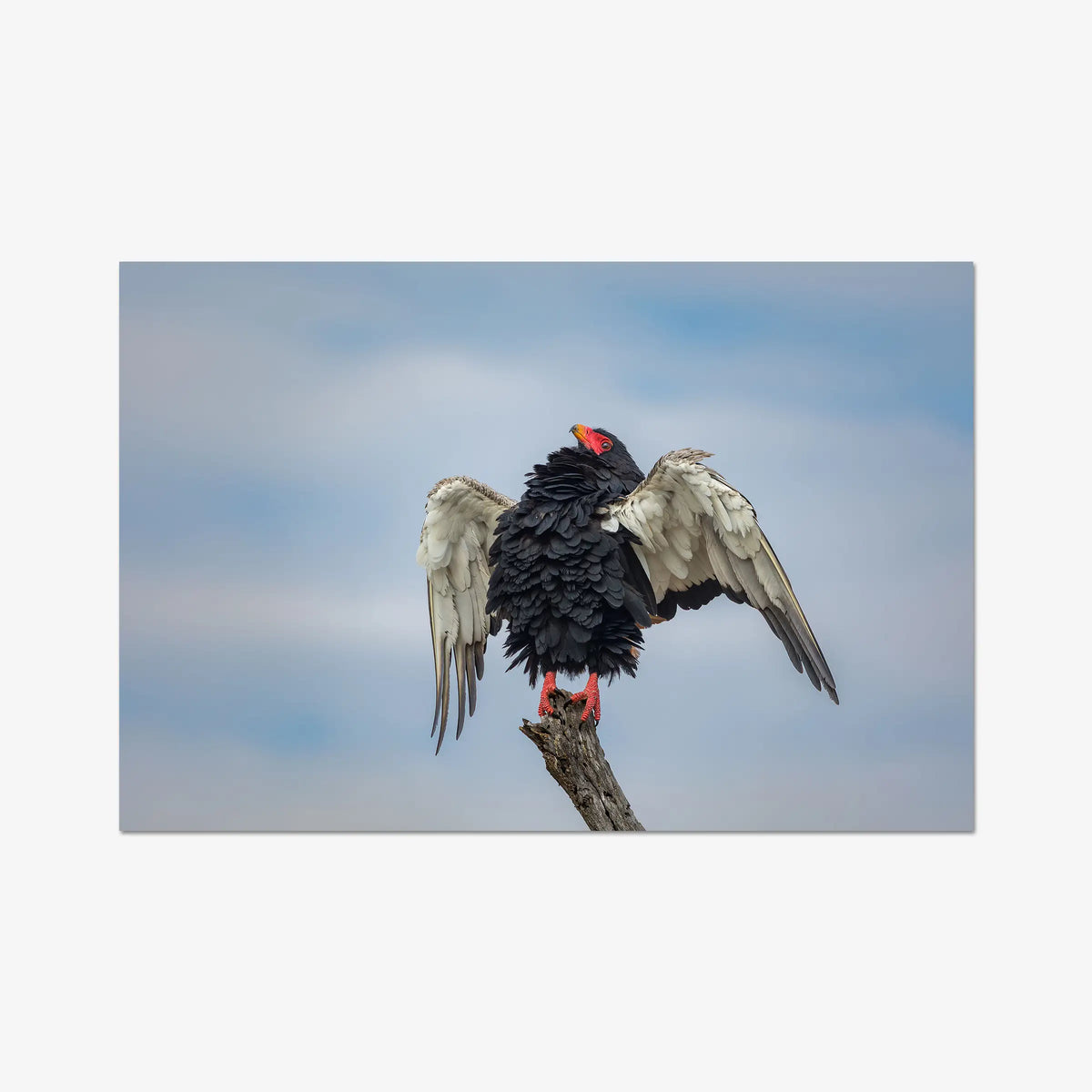 Wingspan — gallery / print / n/a