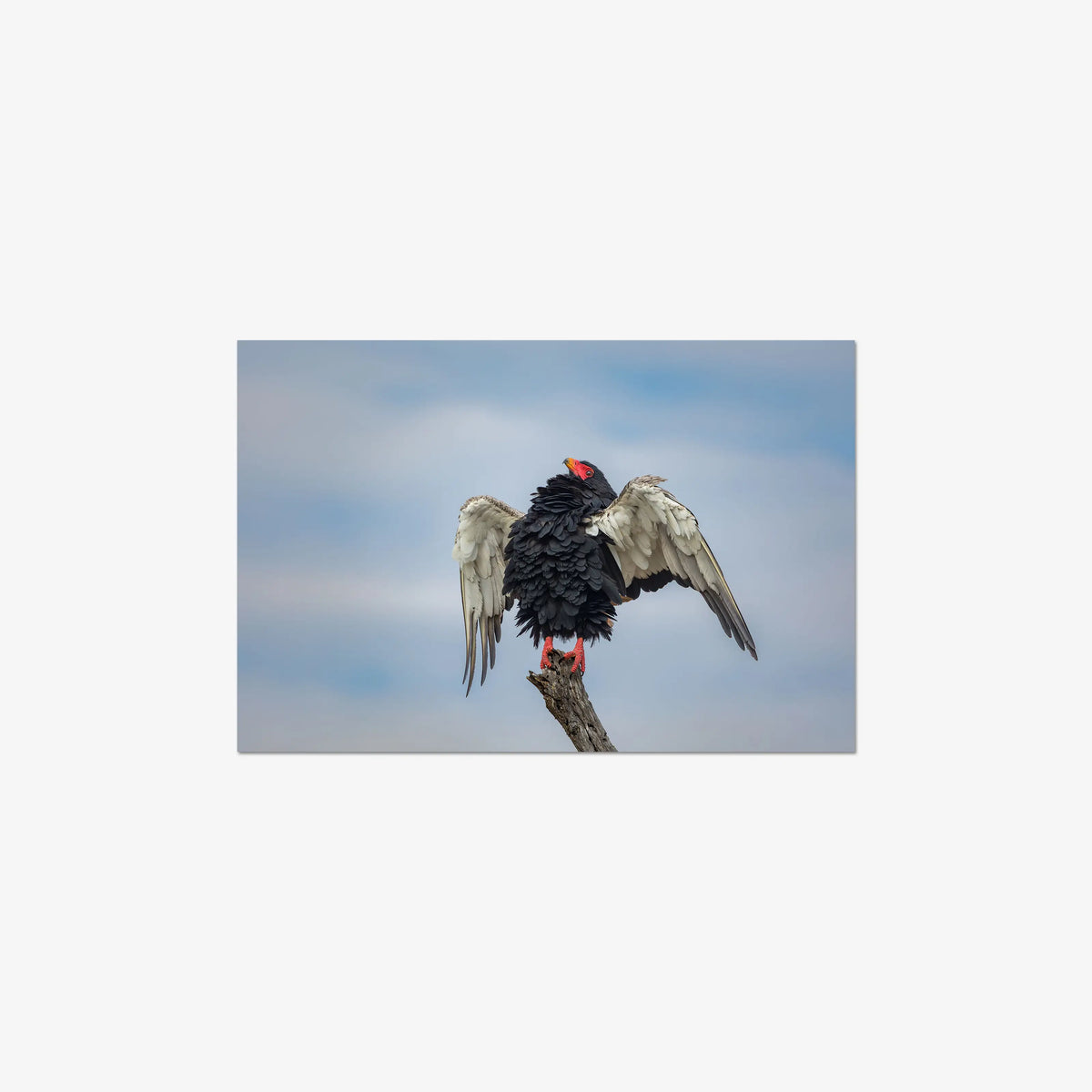 Wingspan — mini / digital / n/a