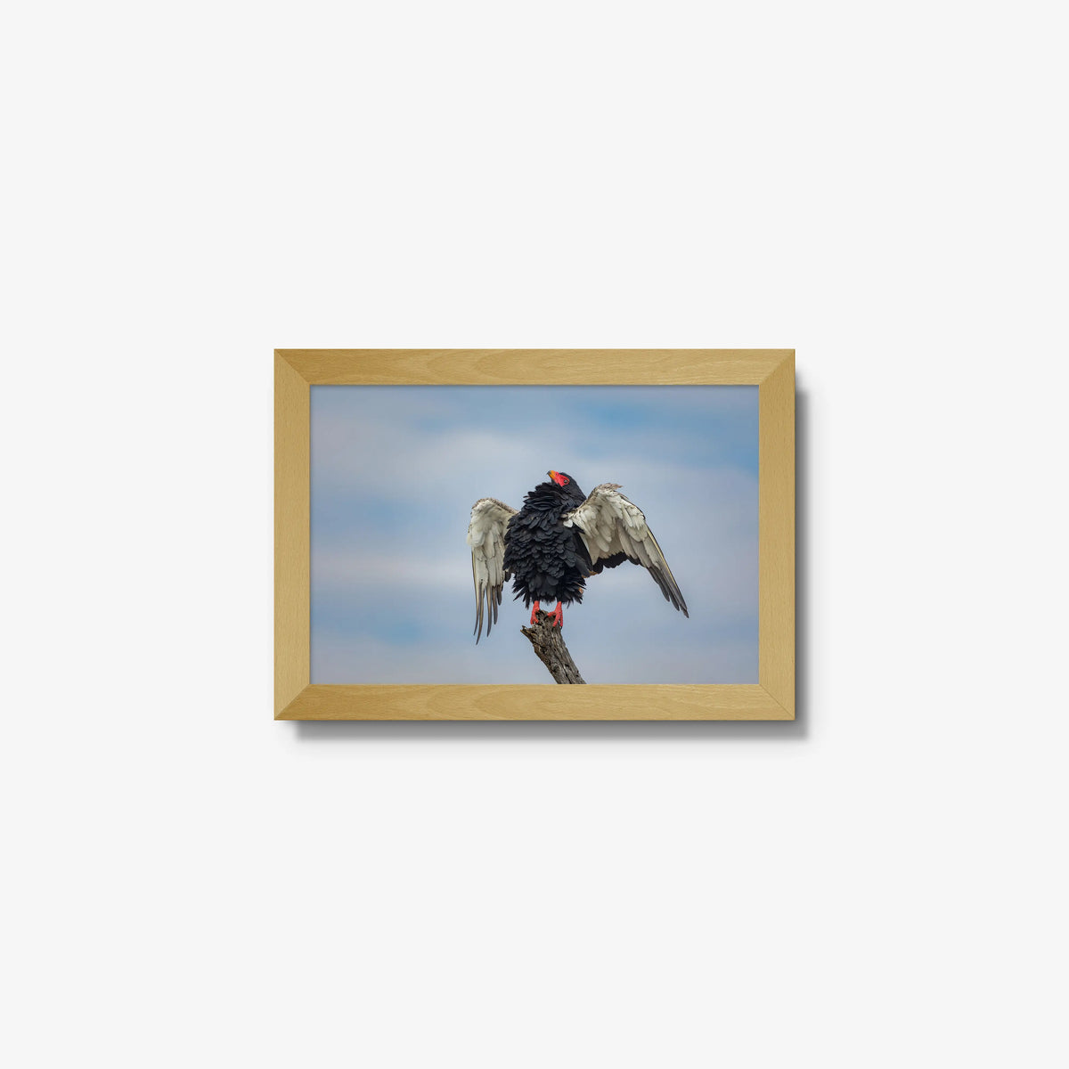 Wingspan — mini / natural / full