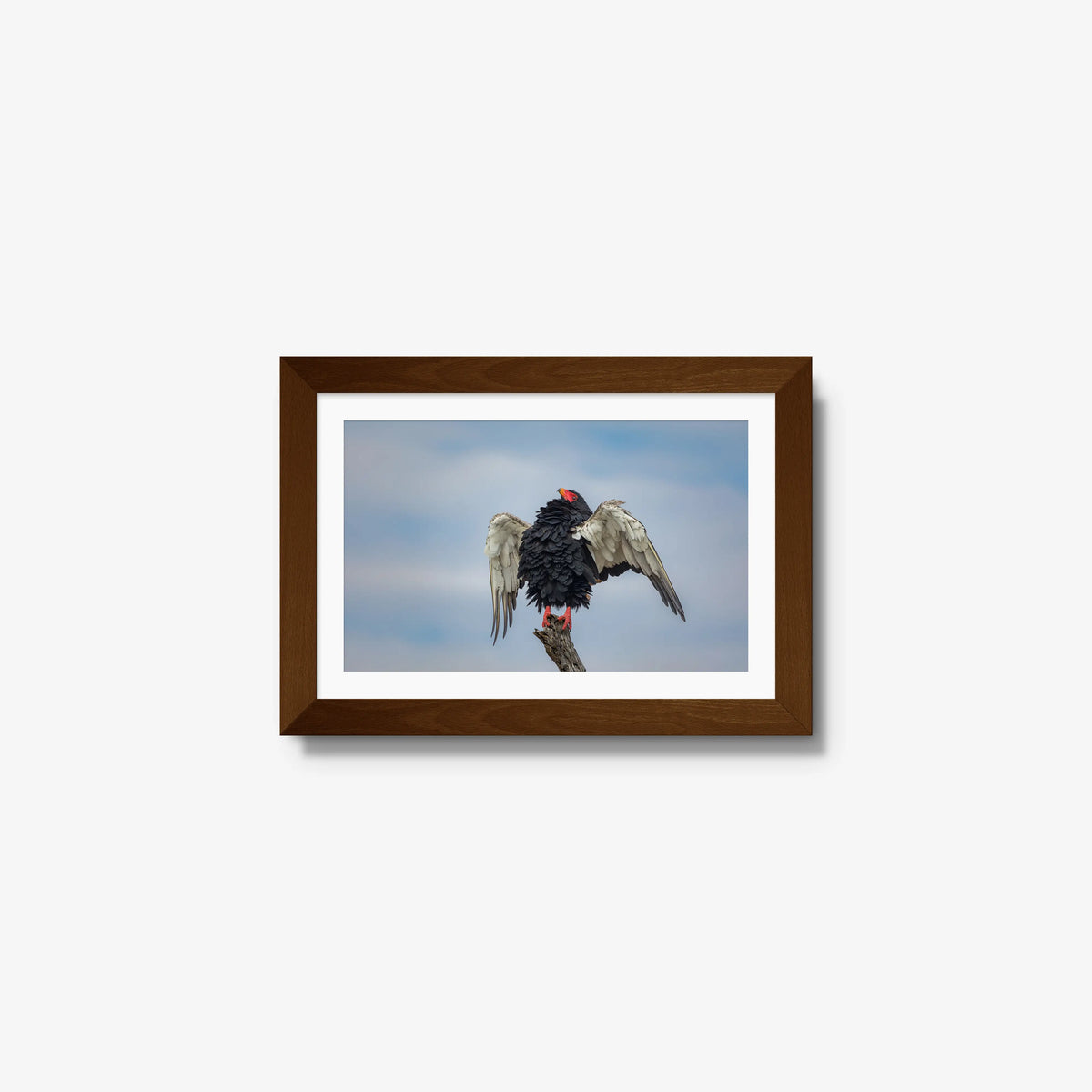 Wingspan — mini / brown / mat