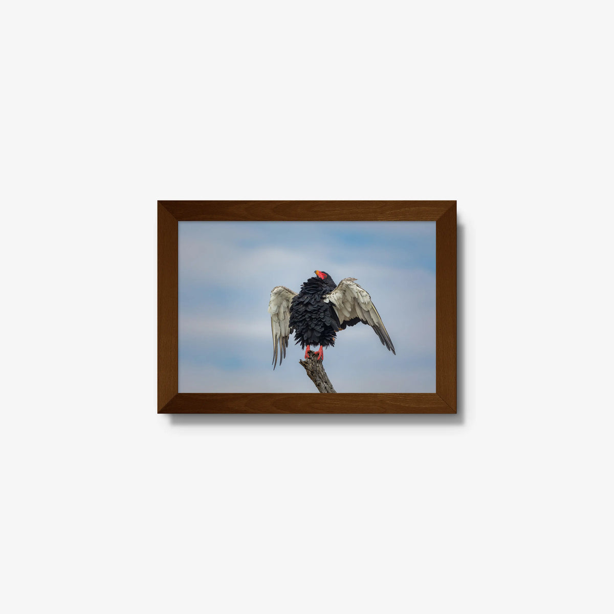 Wingspan — mini / brown / full
