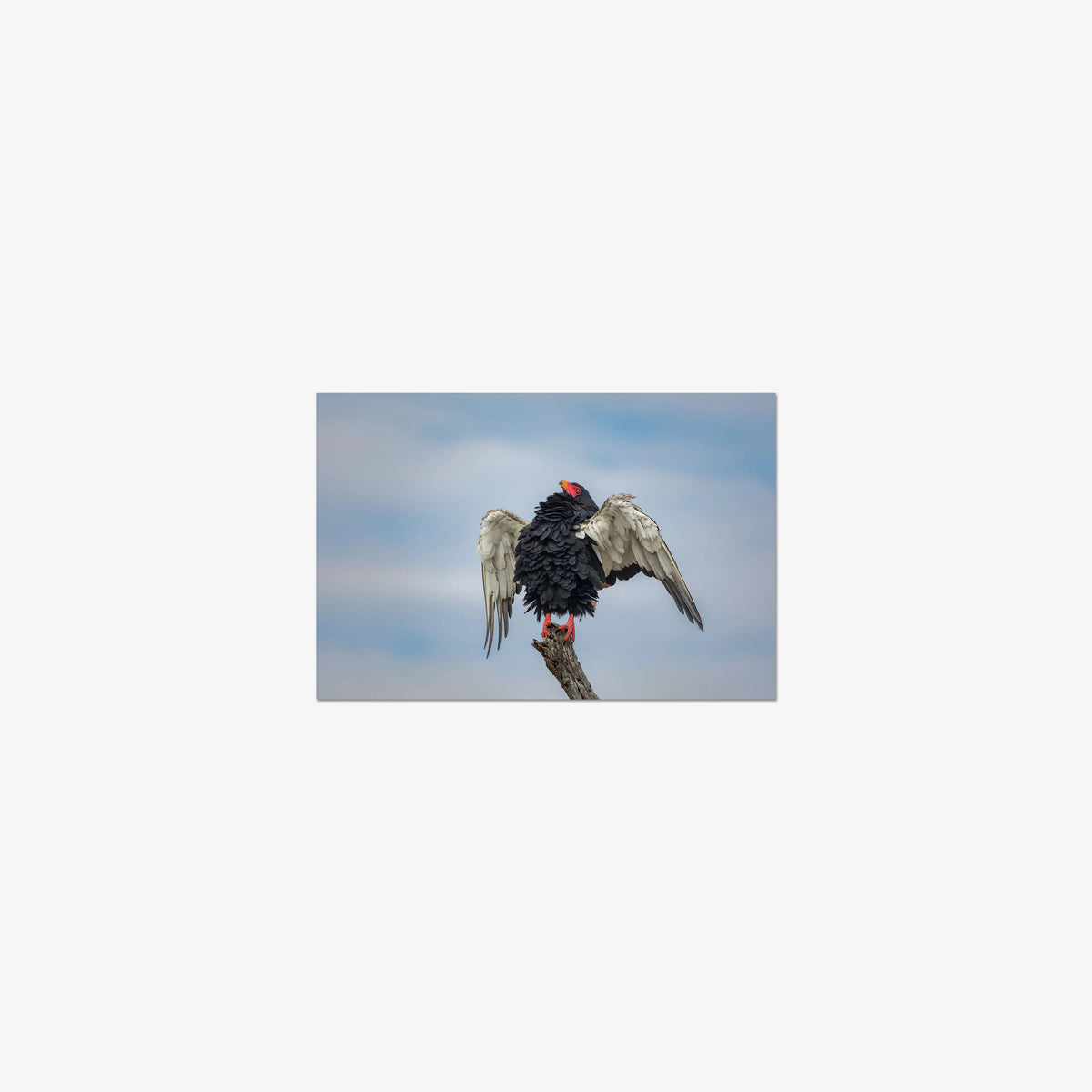 Wingspan — mini / print / n/a