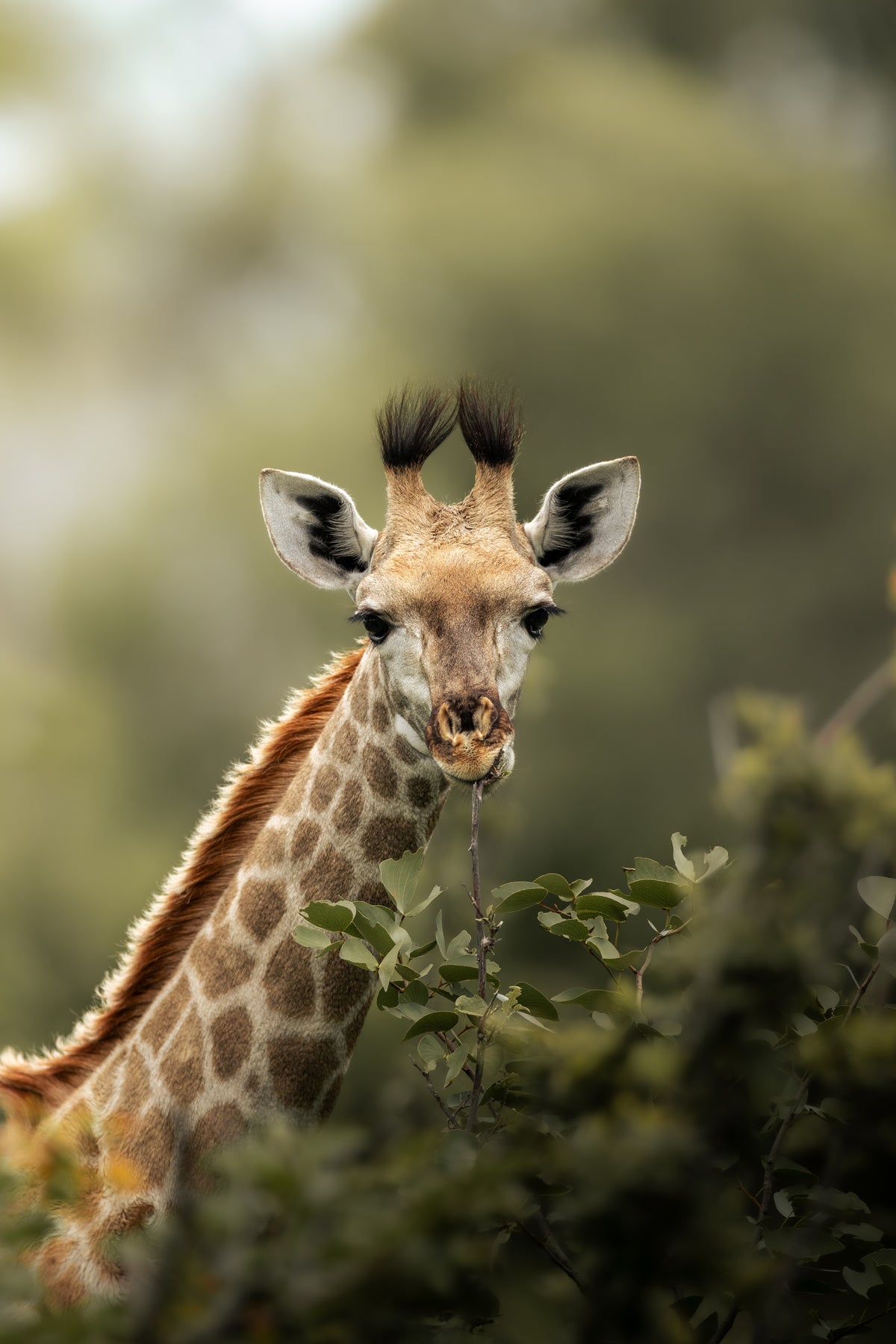 Young Giraffe