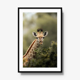 Young Giraffe