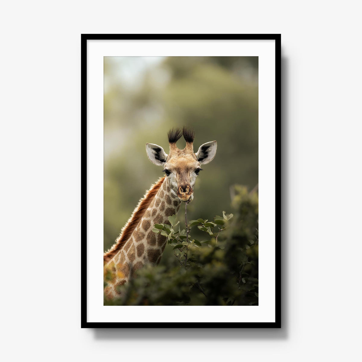 Young Giraffe