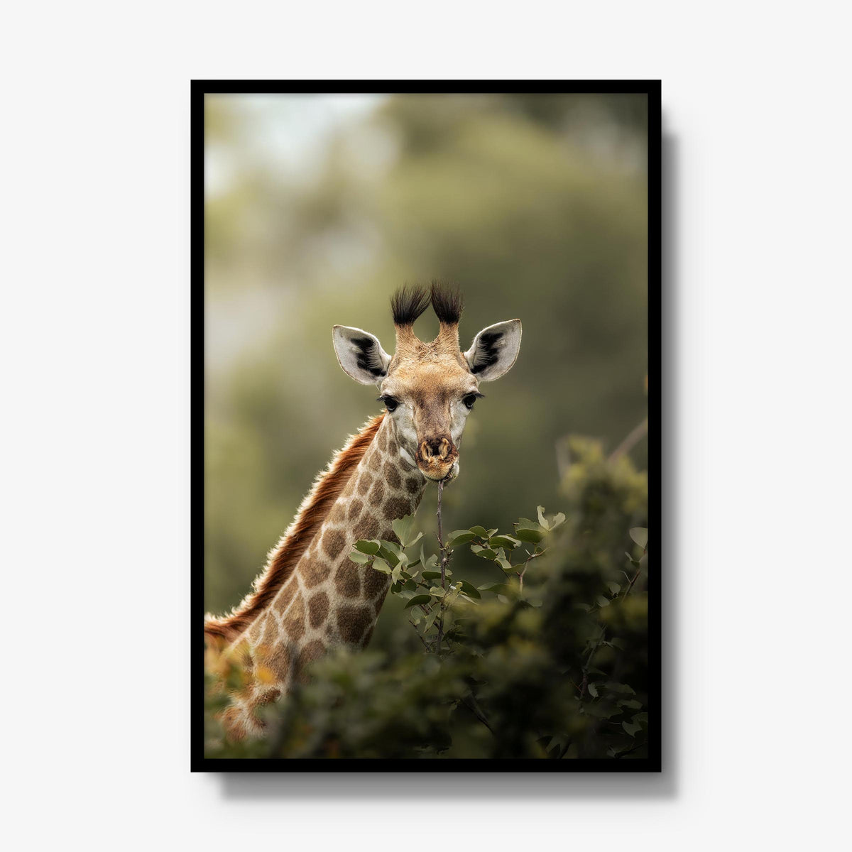 Young Giraffe