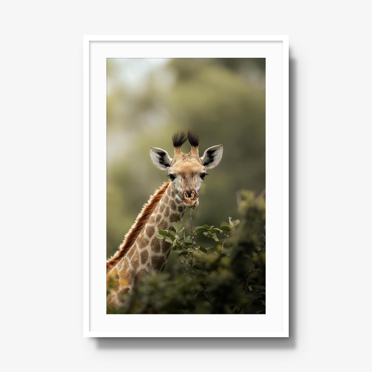 Young Giraffe