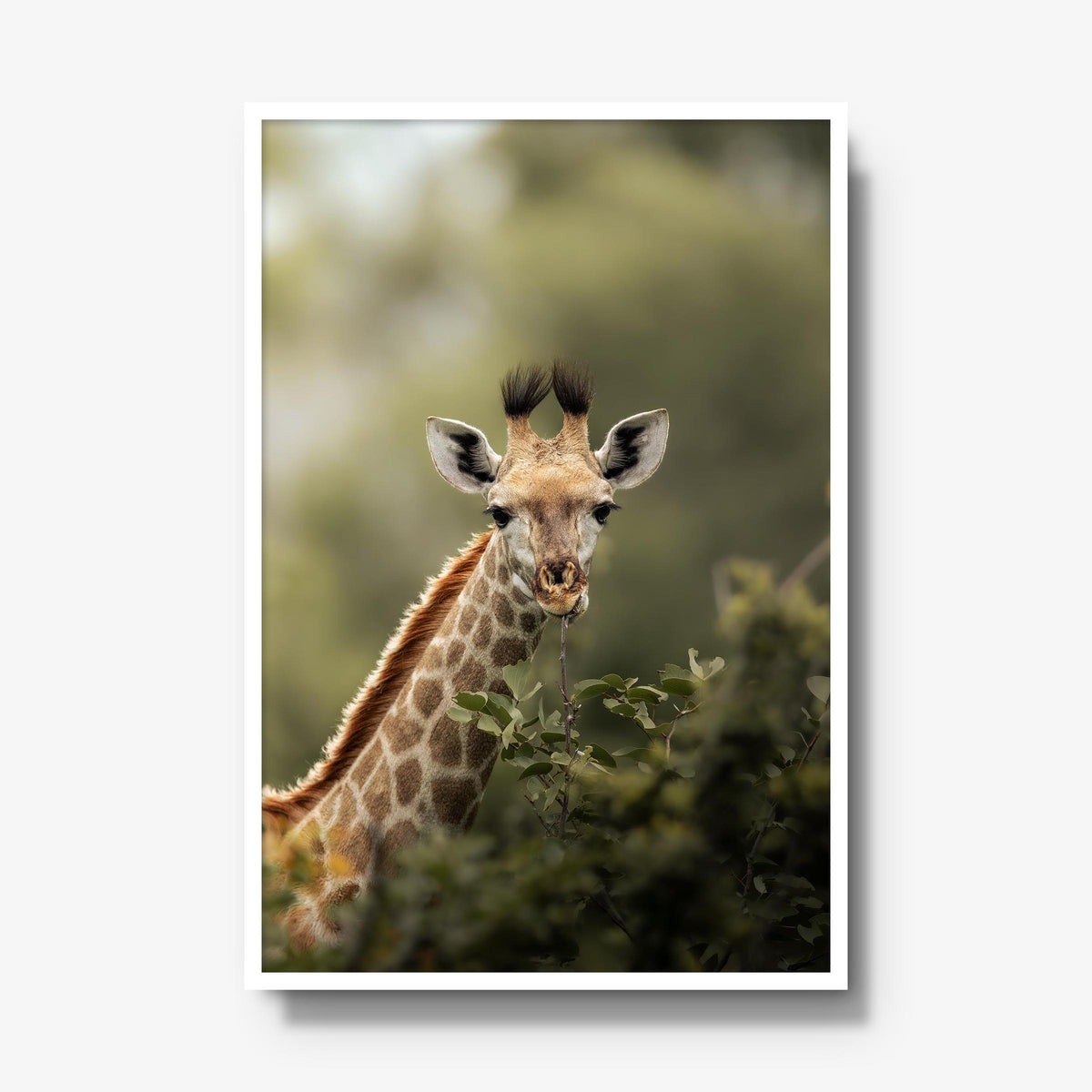 Young Giraffe
