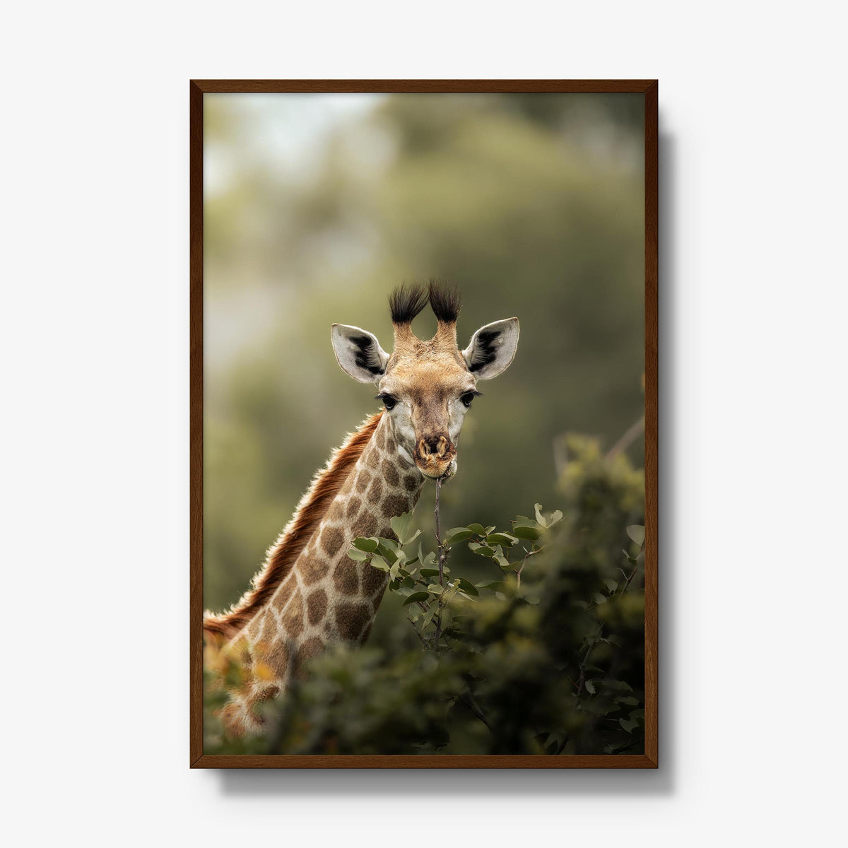 Young Giraffe