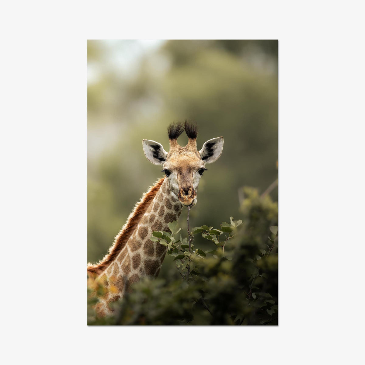 Young Giraffe