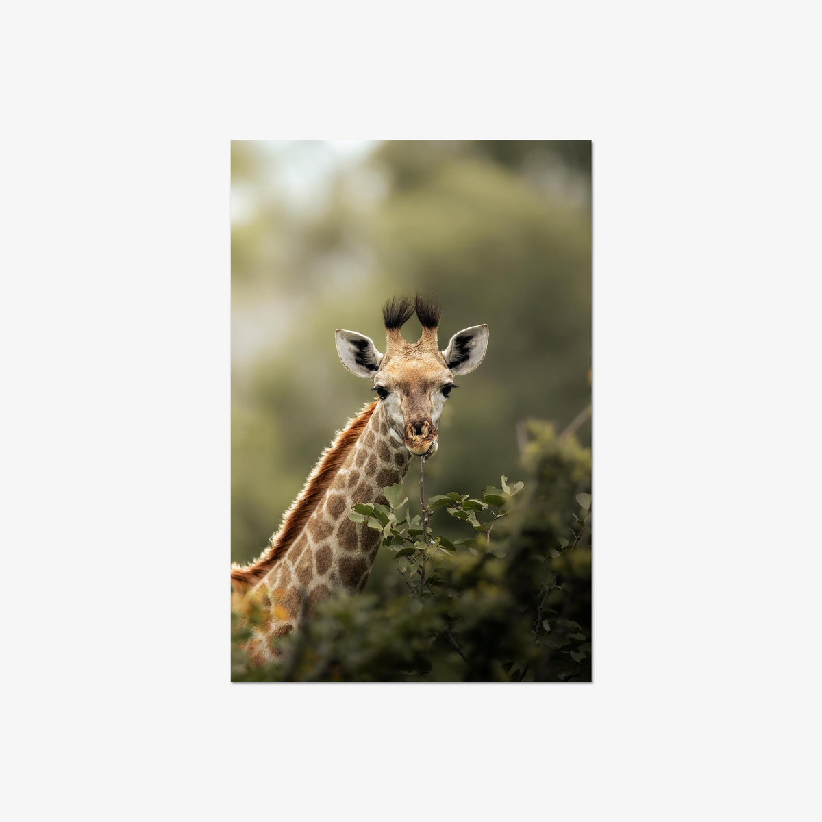 Young Giraffe