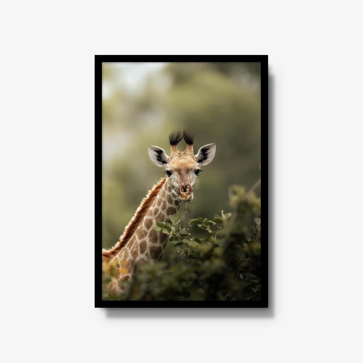 Young Giraffe