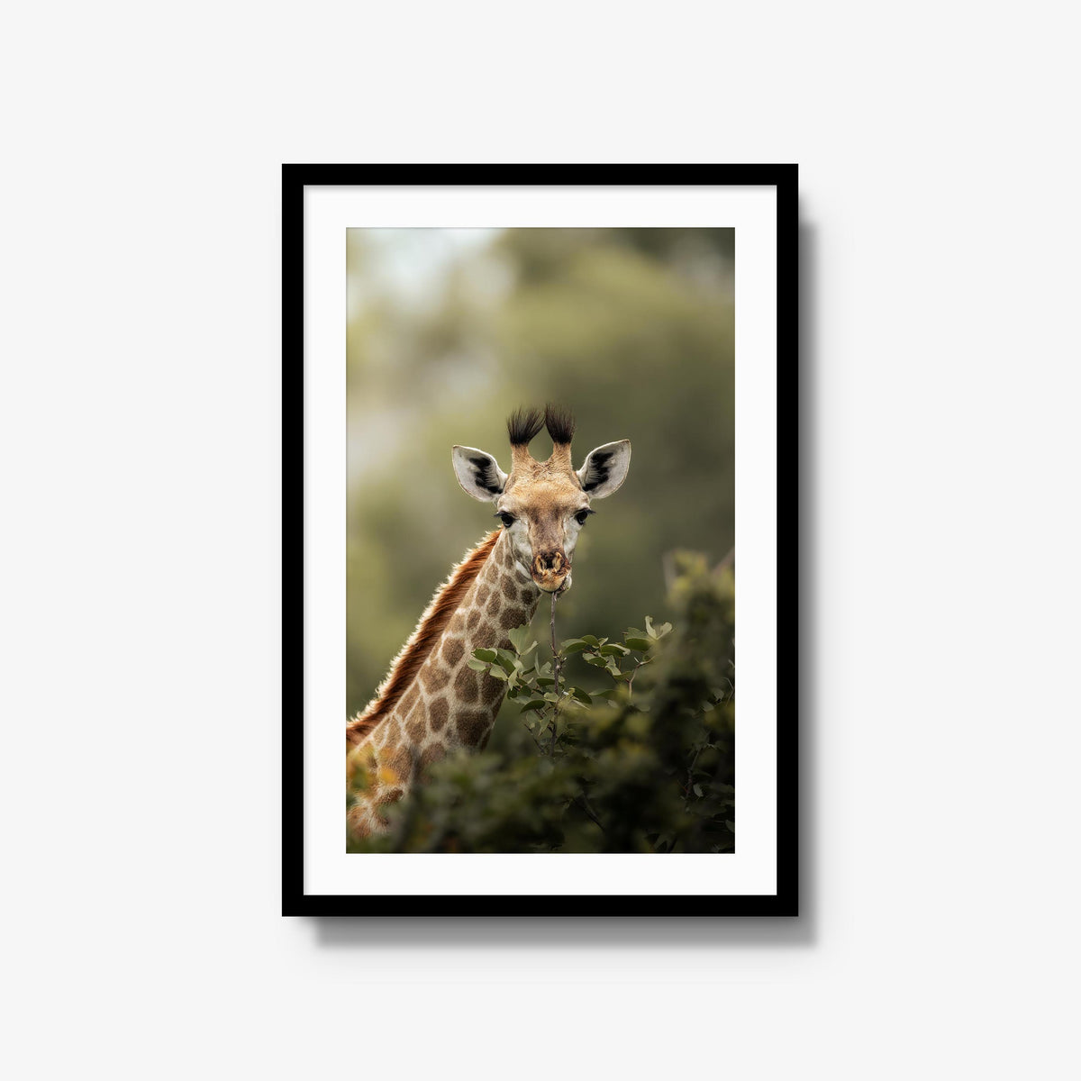 Young Giraffe