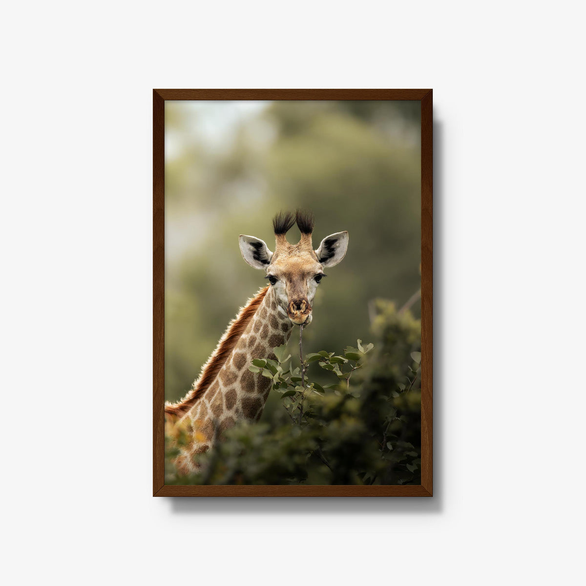 Young Giraffe