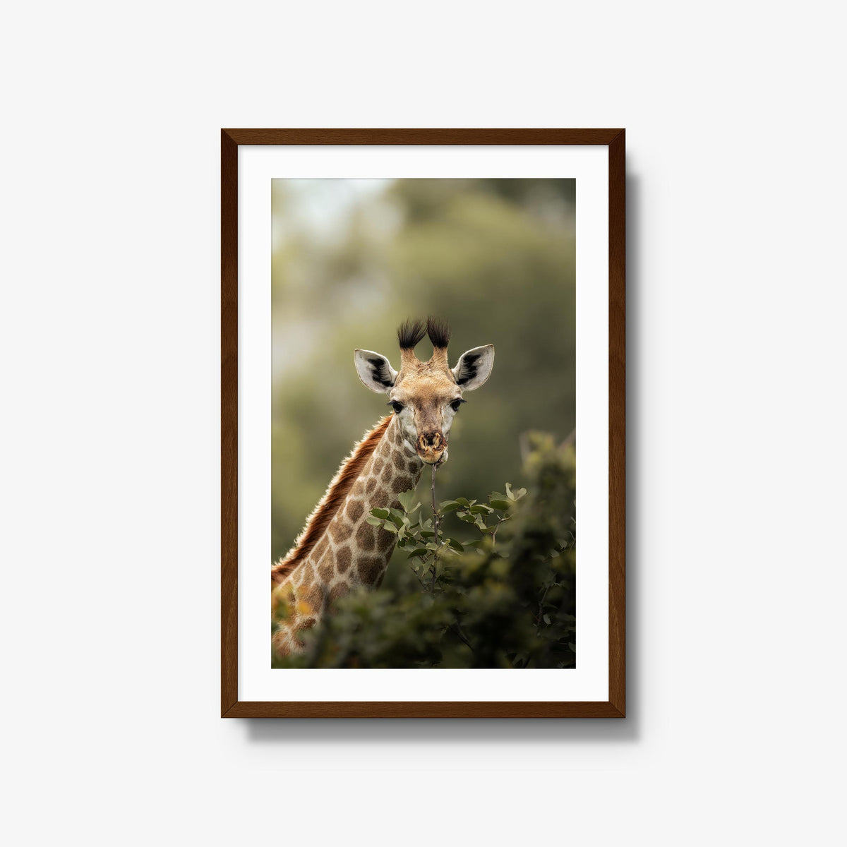 Young Giraffe