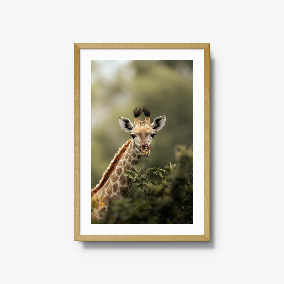 Young Giraffe