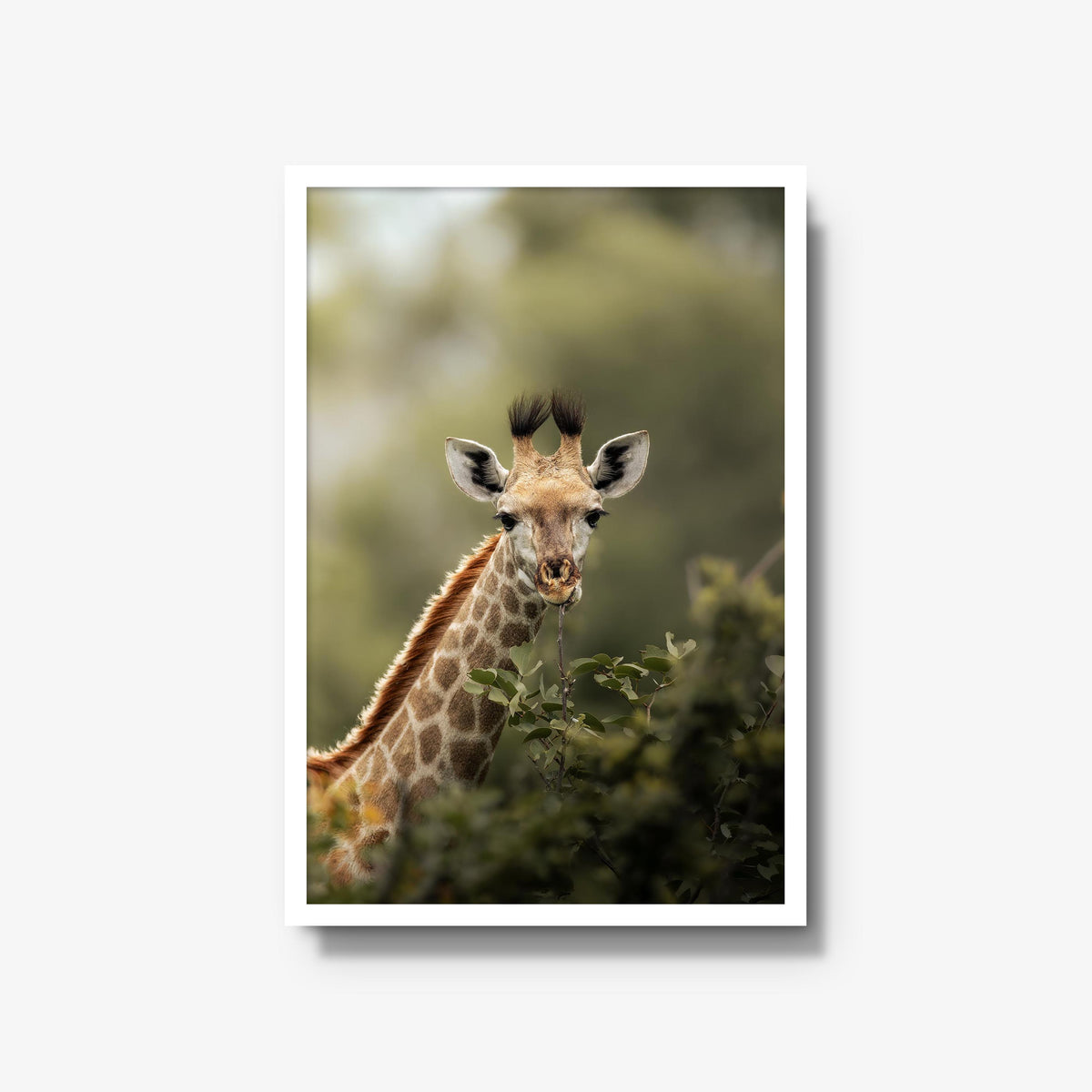 Young Giraffe