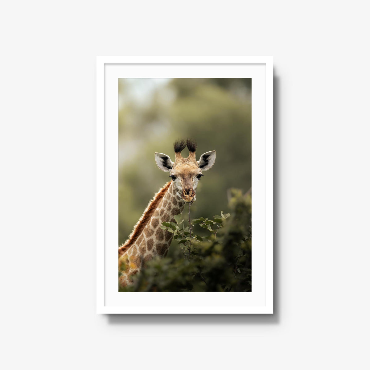 Young Giraffe