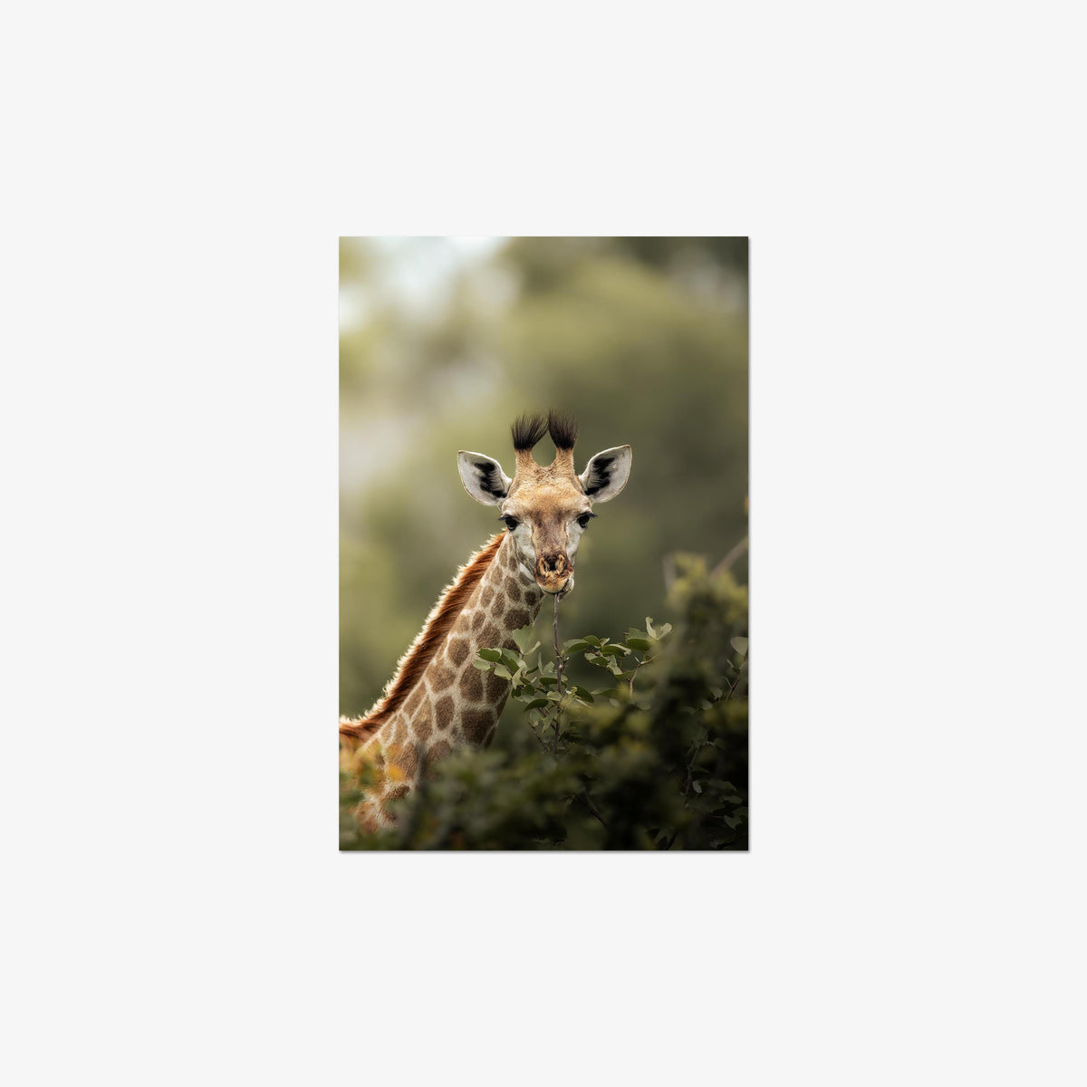 Young Giraffe