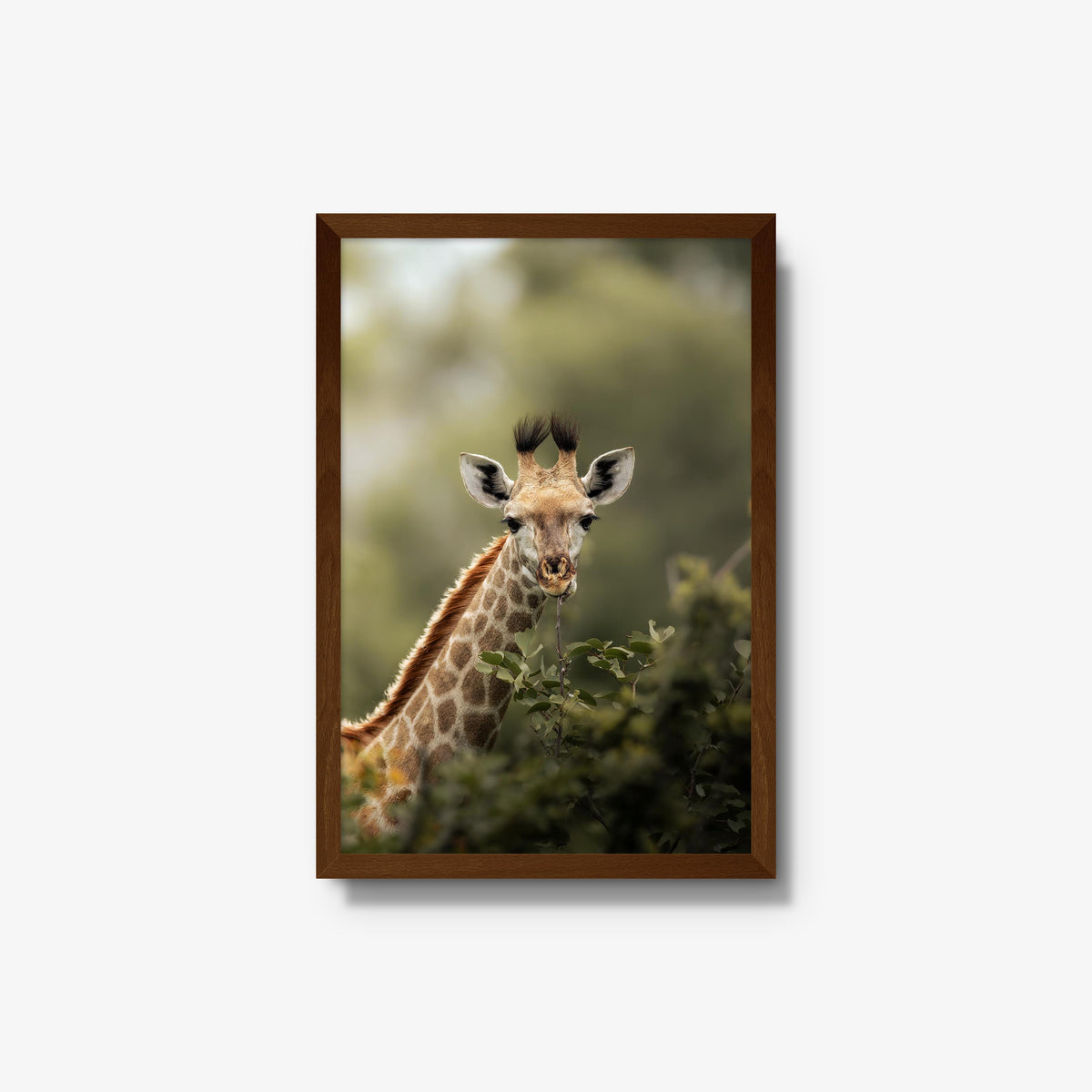 Young Giraffe