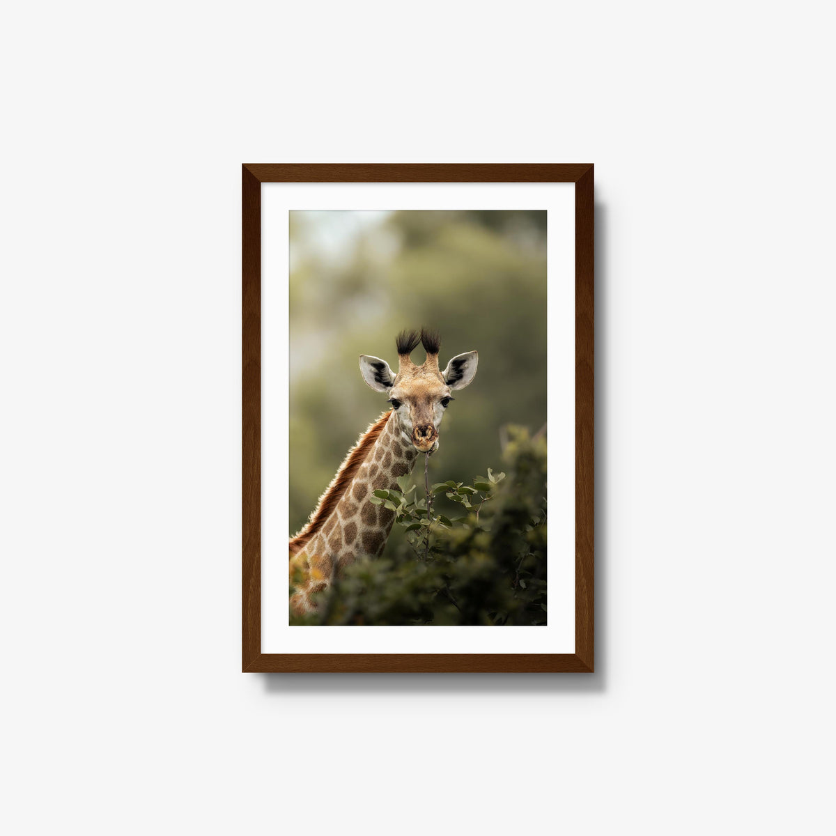 Young Giraffe