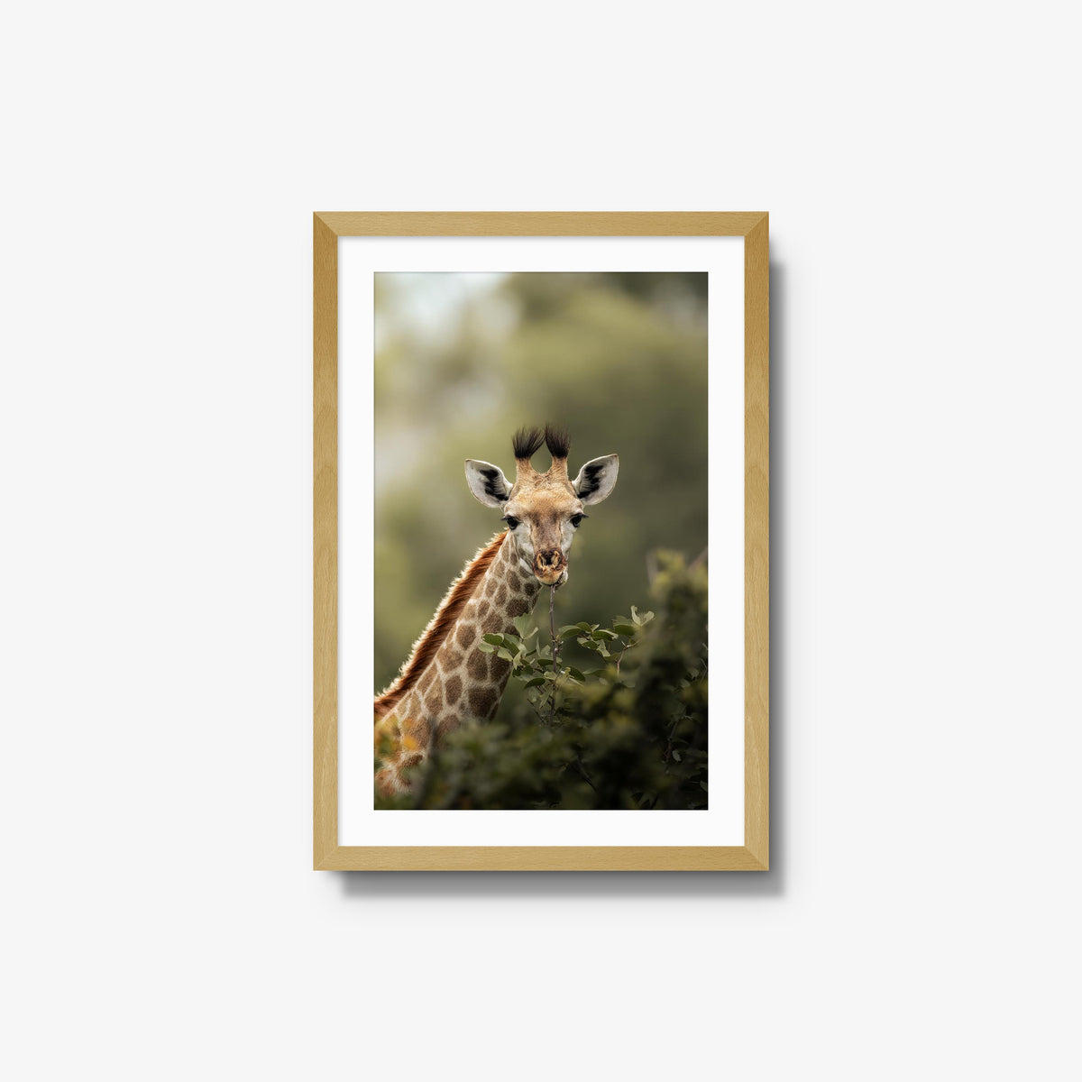 Young Giraffe