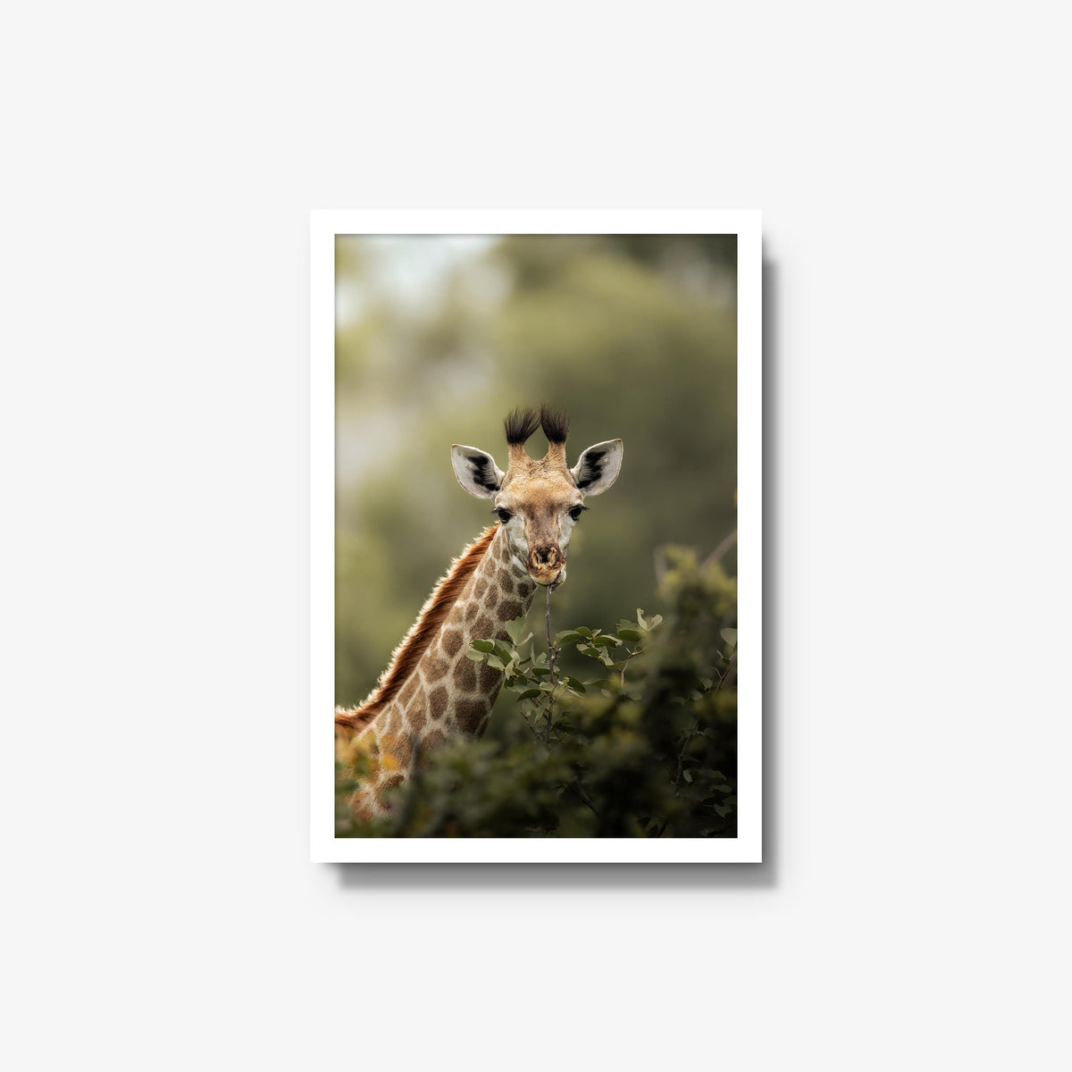 Young Giraffe