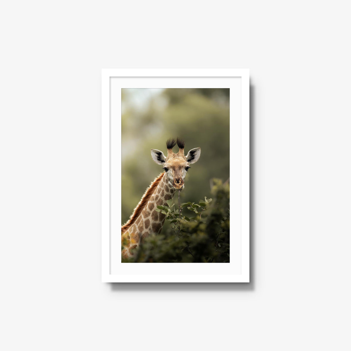 Young Giraffe